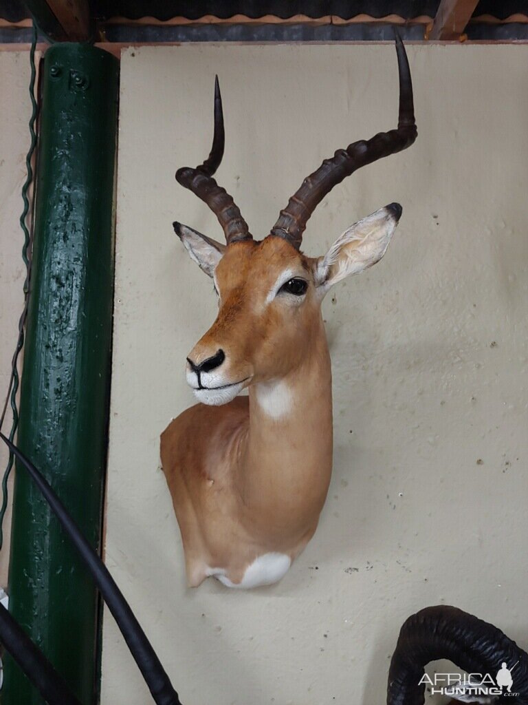 Impala Wall Pedestal Mount Taxidermy