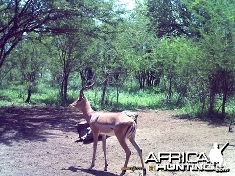 Impala