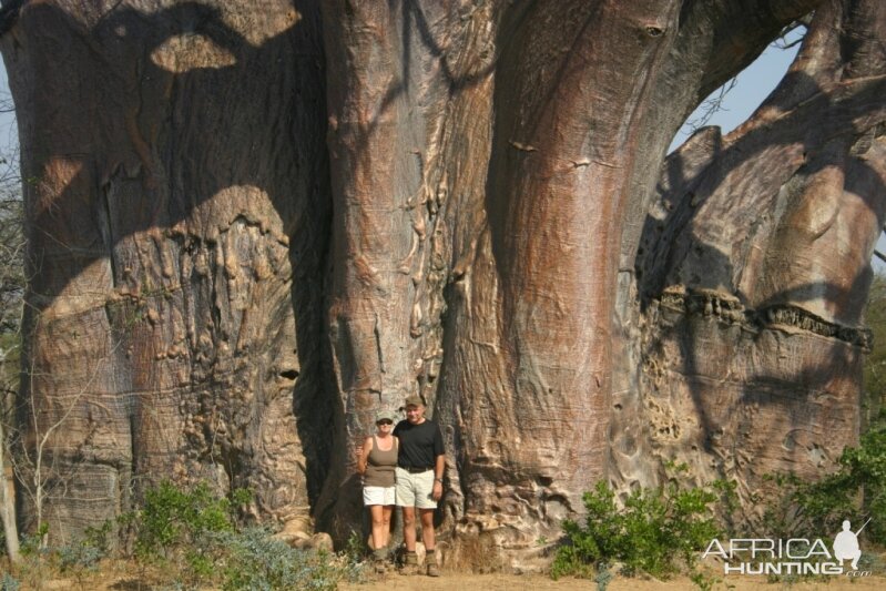 In front of a big Baobab