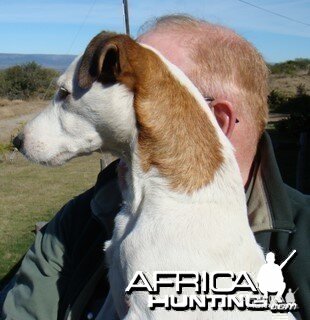 In Tribute to a Loyal Hunting Companion - Bounce My Jack Russell Terrier