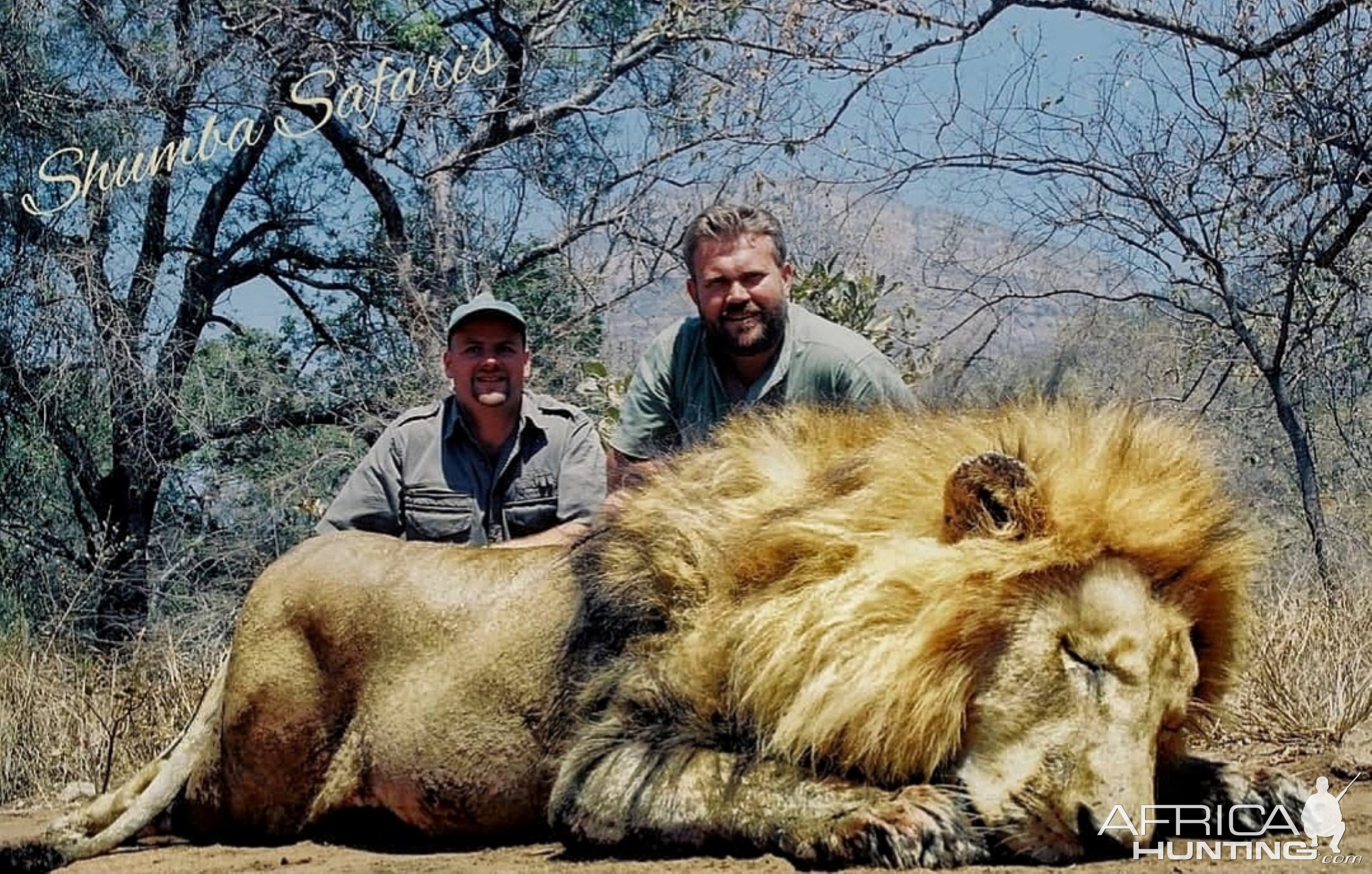 Incredible Lowveld lion-APNR, South Africa