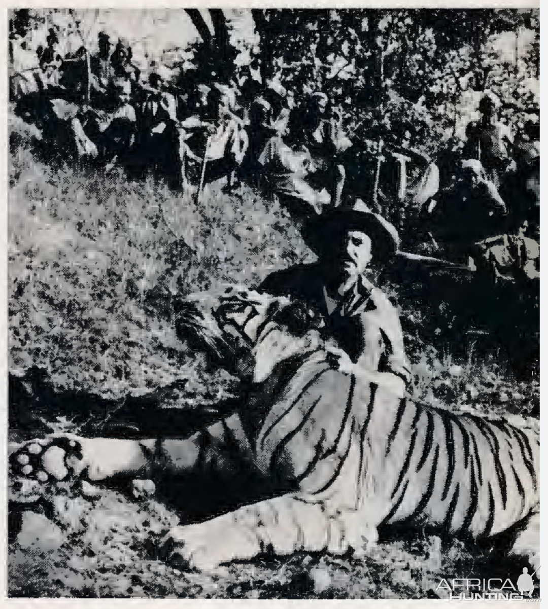 India Hunt Bengal Tiger