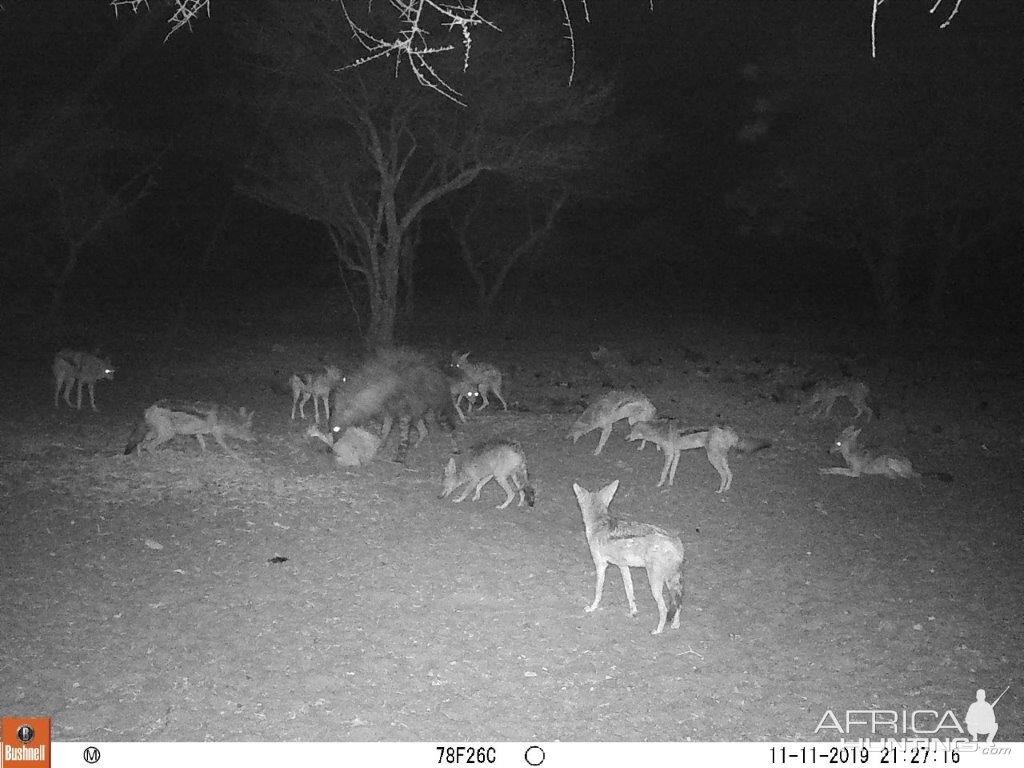 Jackal & Brown Hyana Trail Cam Pictures South Africa