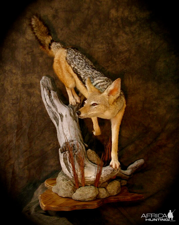 Jackal Full Mount Taxidermy