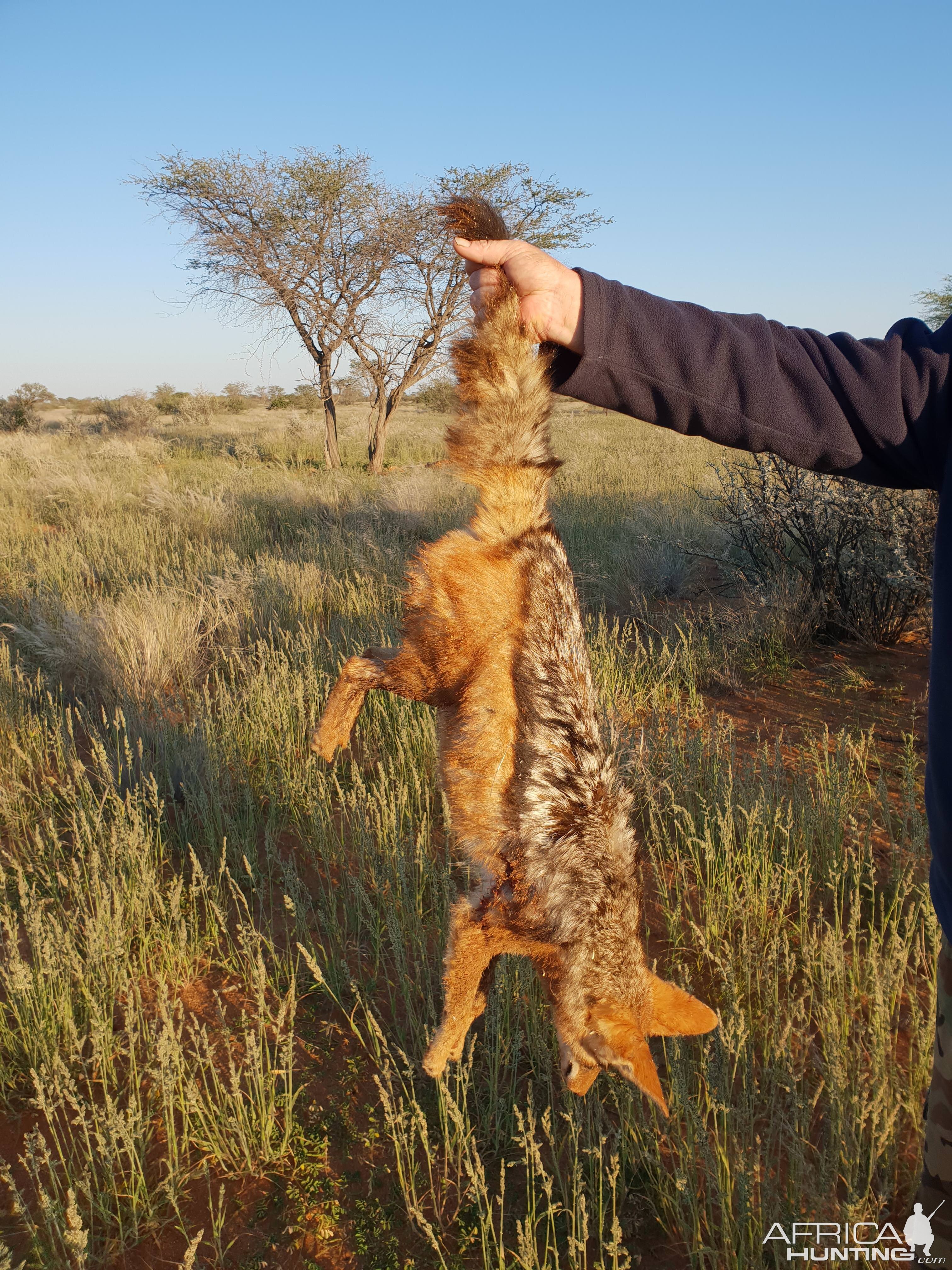 Jackal Hunting in Namibia