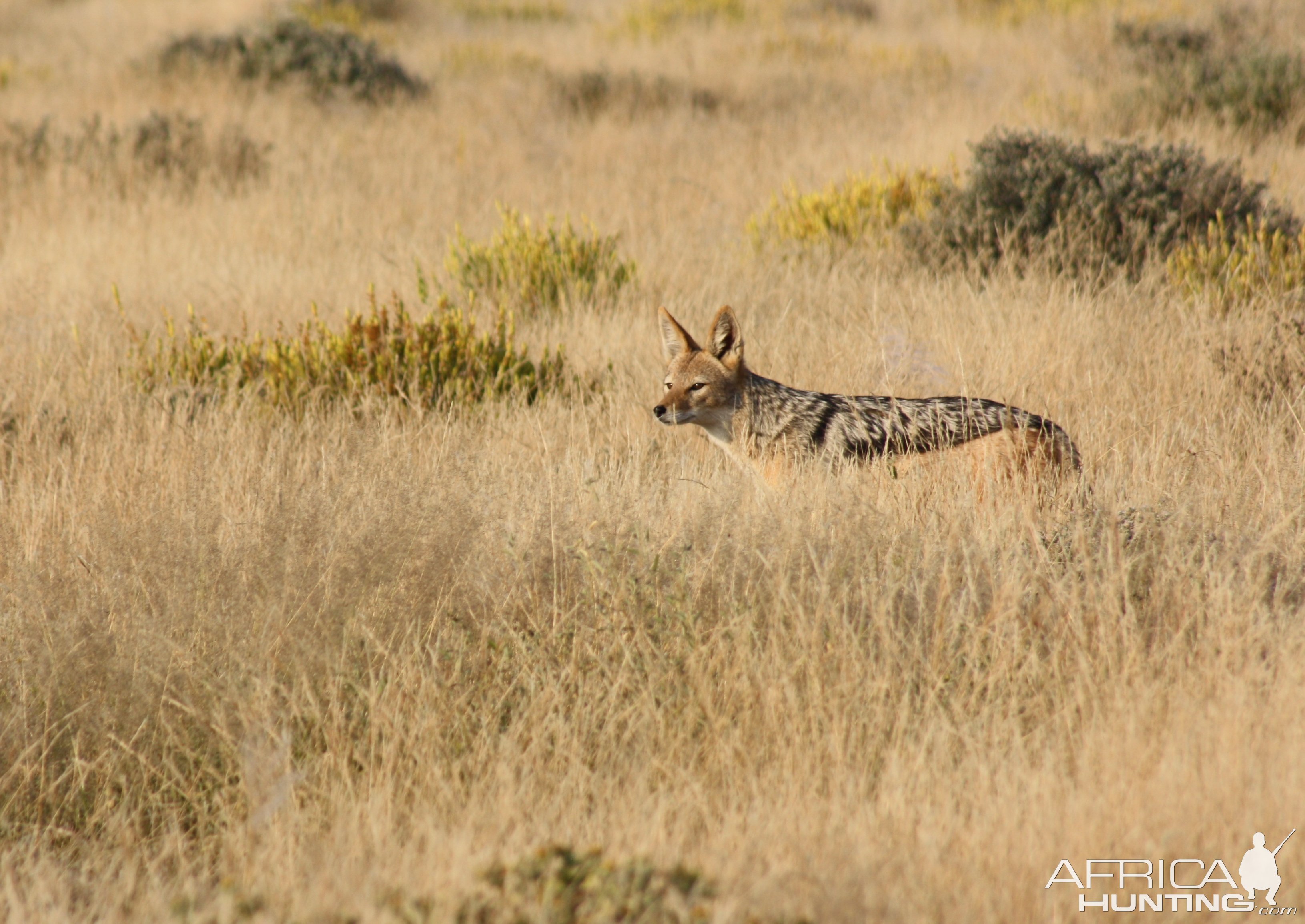 Jackal In Grass Etosha Namibia