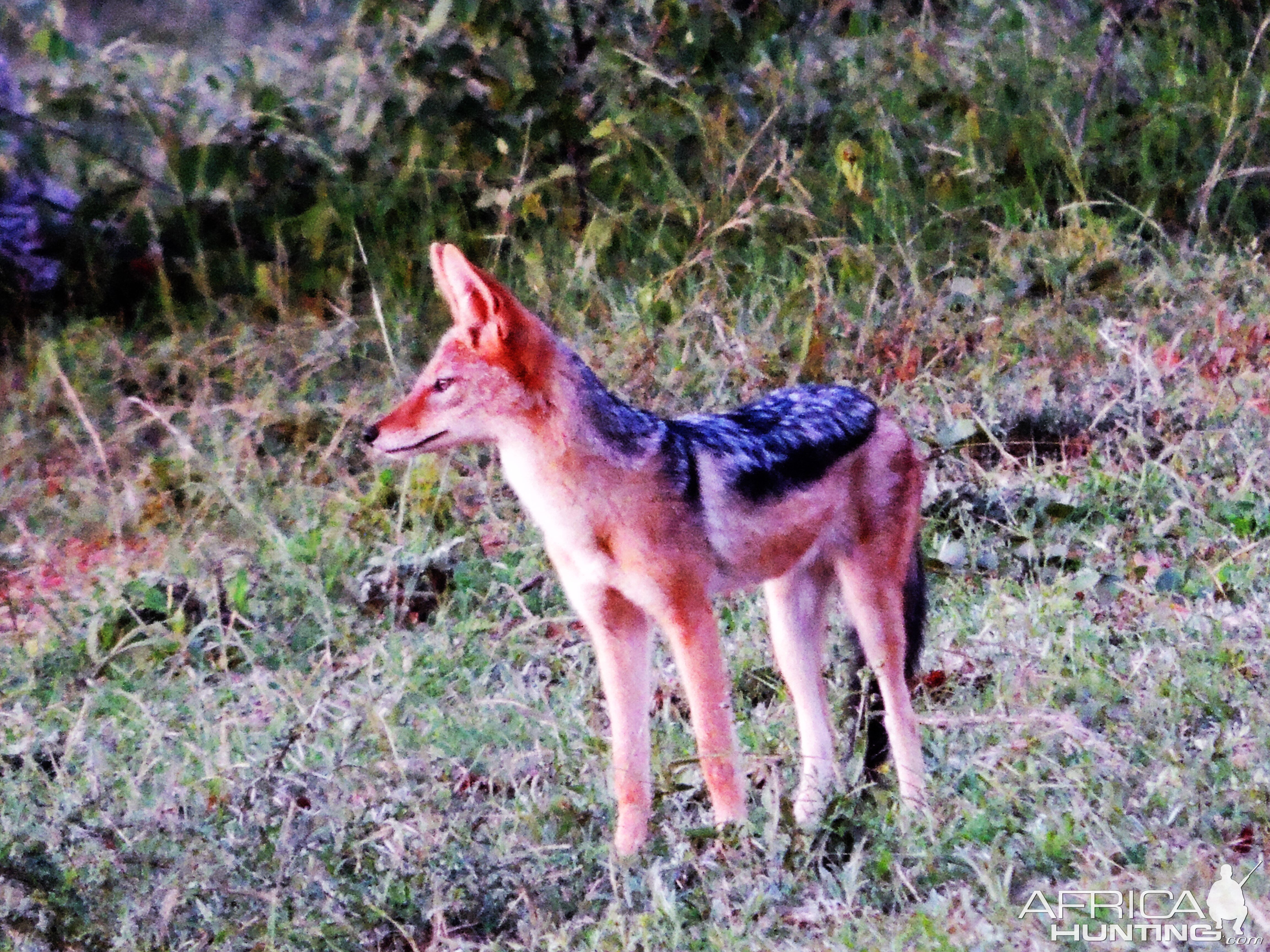 Jackal South Africa