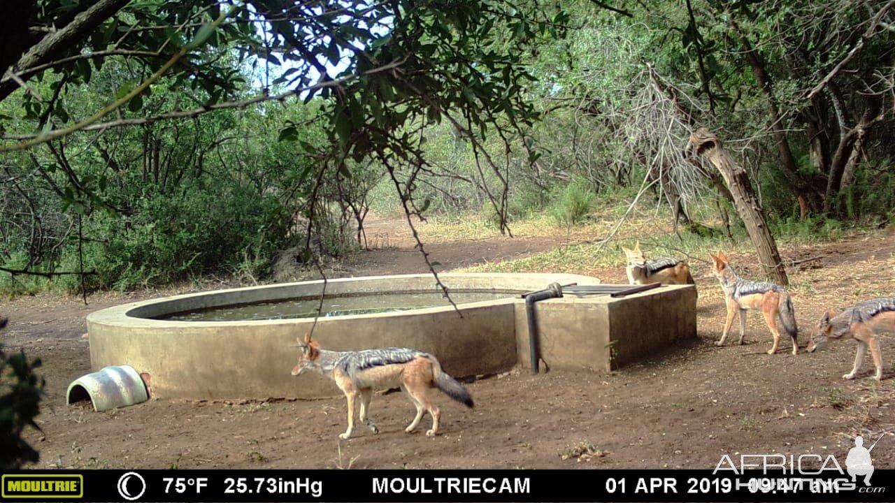 Jackal Trail Cam Pictures South Africa