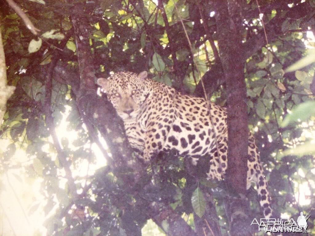 Jaguar in Brazil
