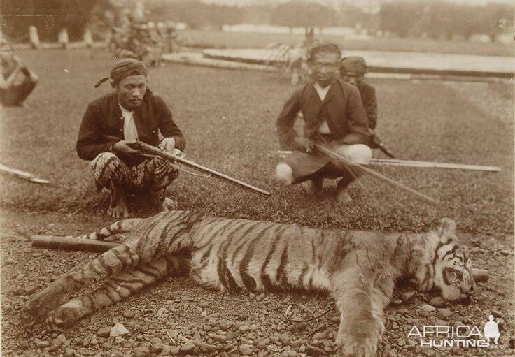 Javanese Tiger hunt in the olden days of the Dutch East Indies