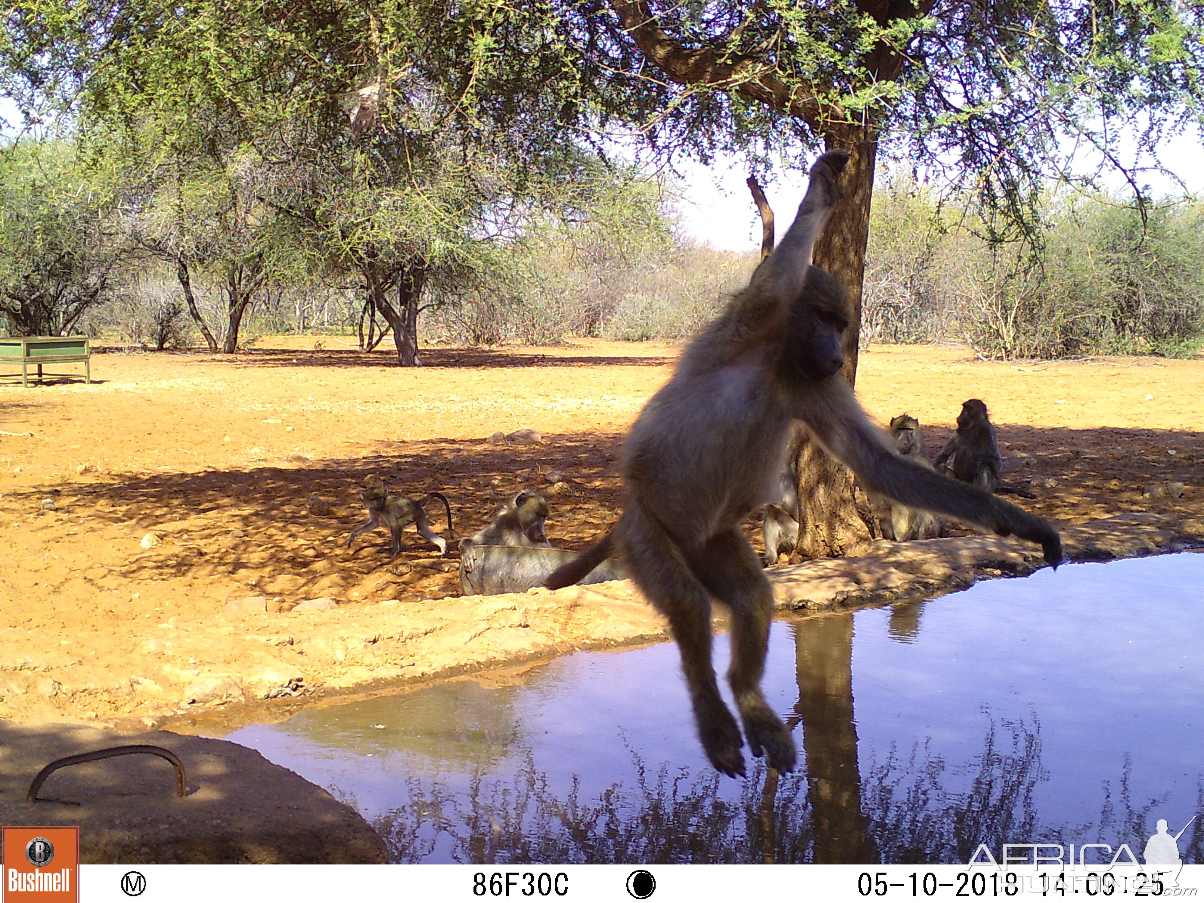 Jumping Baboon