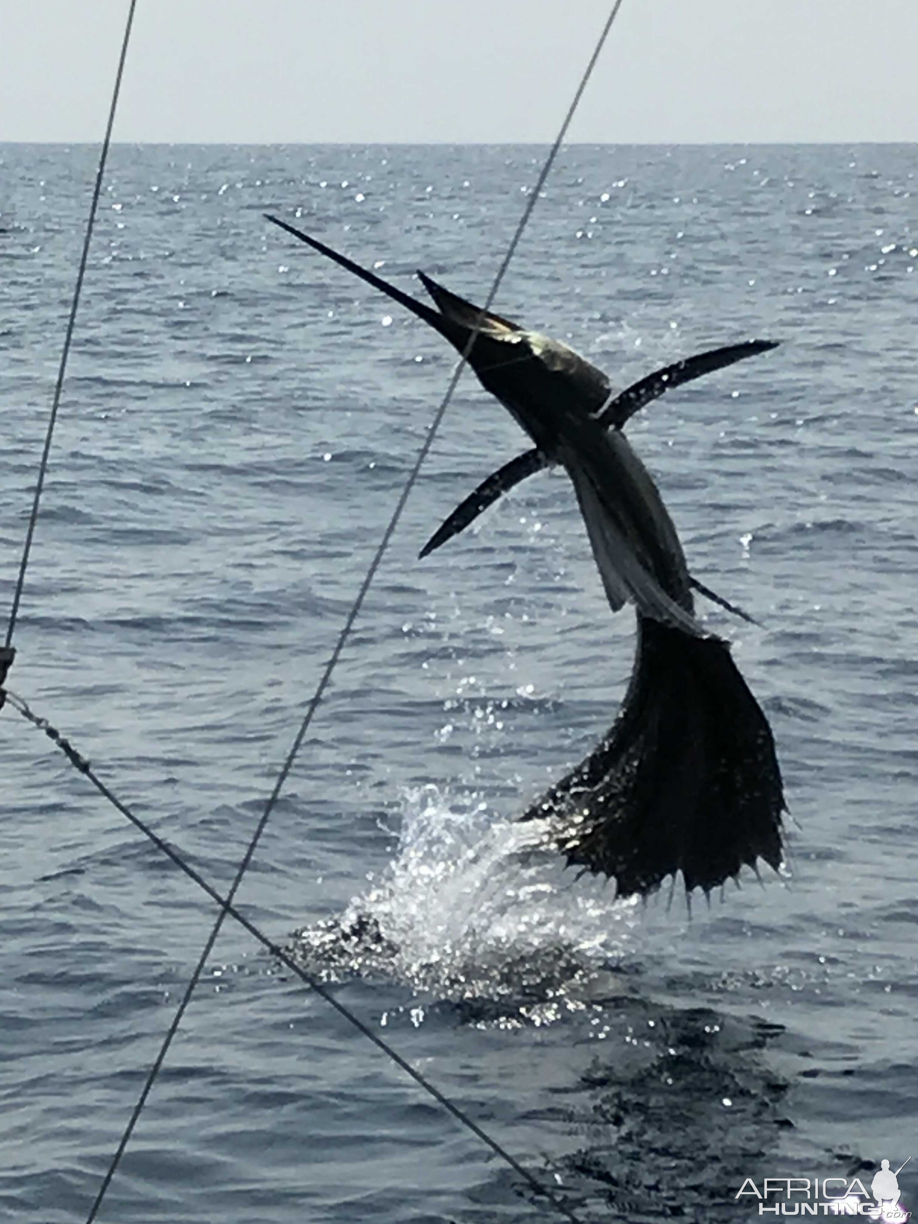 Jumping sailfish