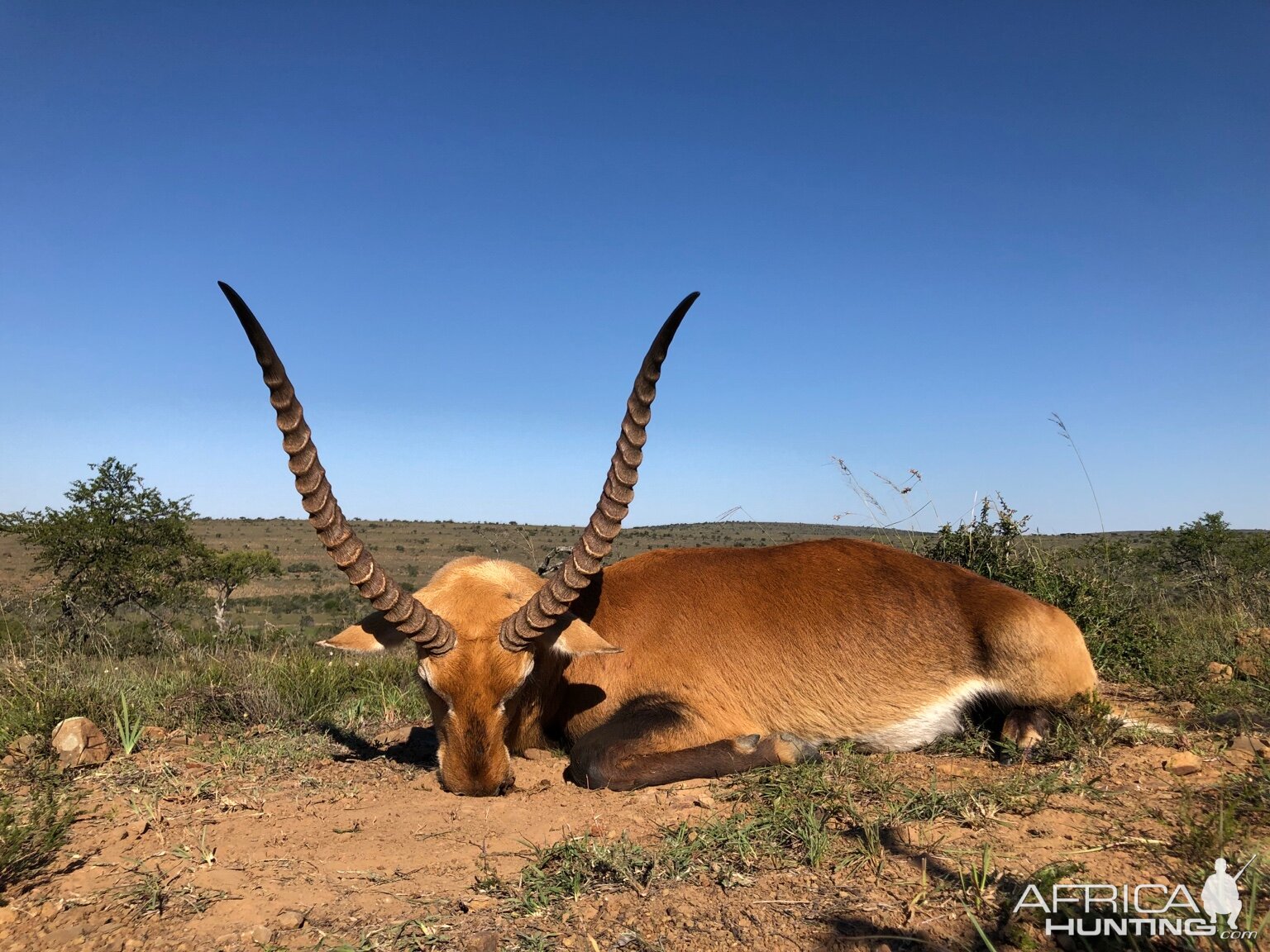 Kafue Lechwe Hunting South Africa