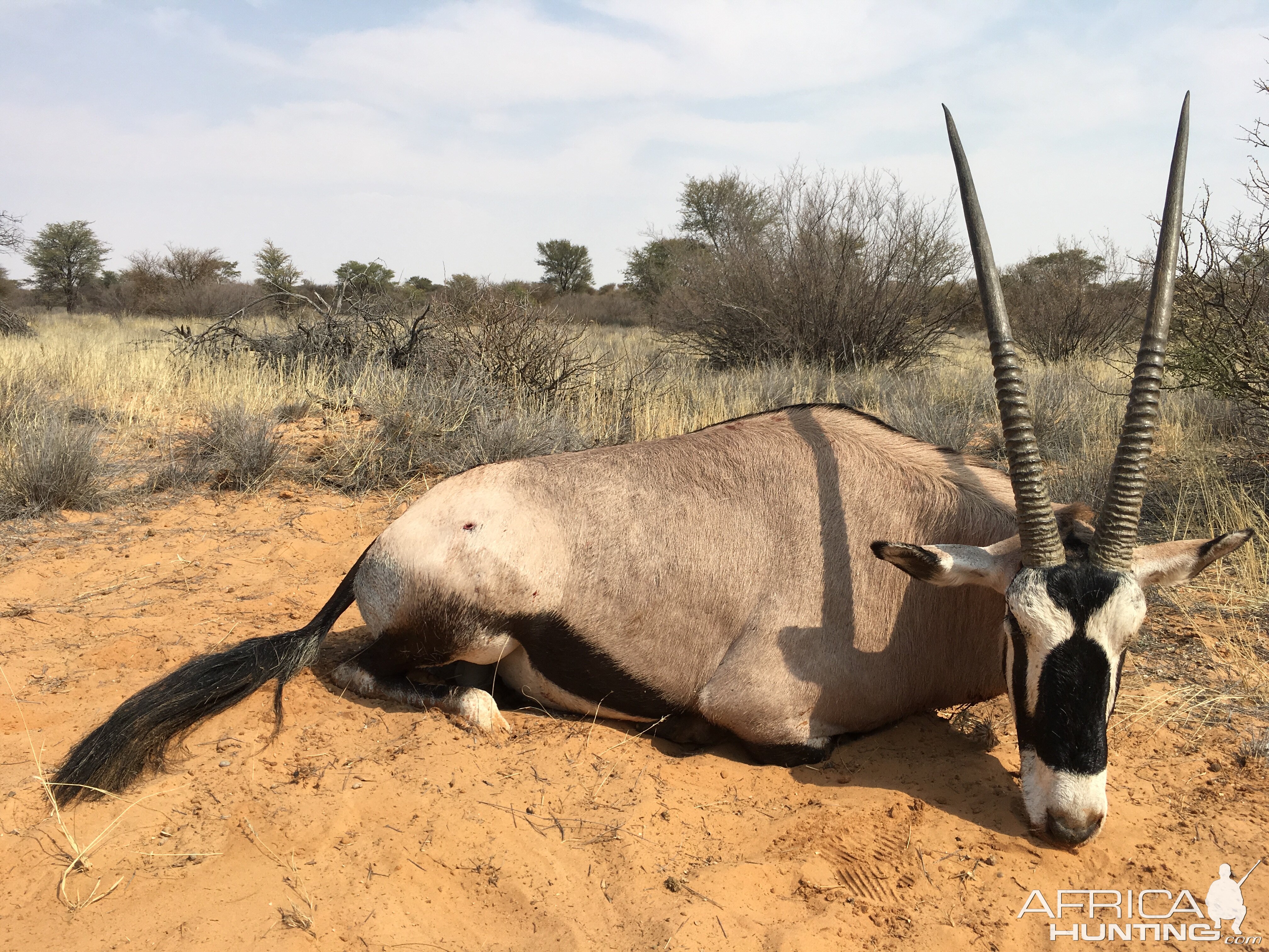 Kalahari Gemsbok Hunt Kalahari Rangers South Africa