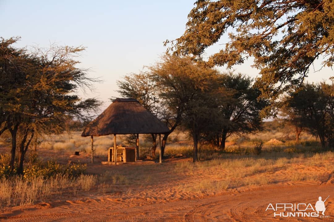 Kalahari South Africa Hunting