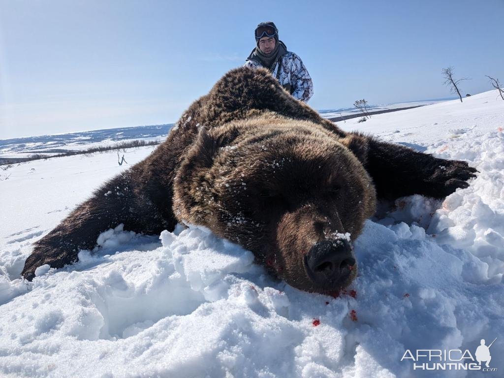 Kamchatka Brown Bear Hunt Russia
