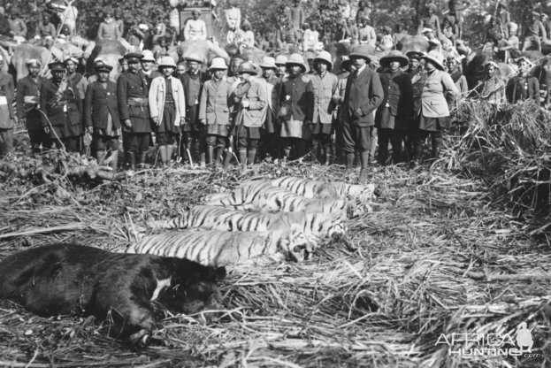 King George Tiger Hunt in India