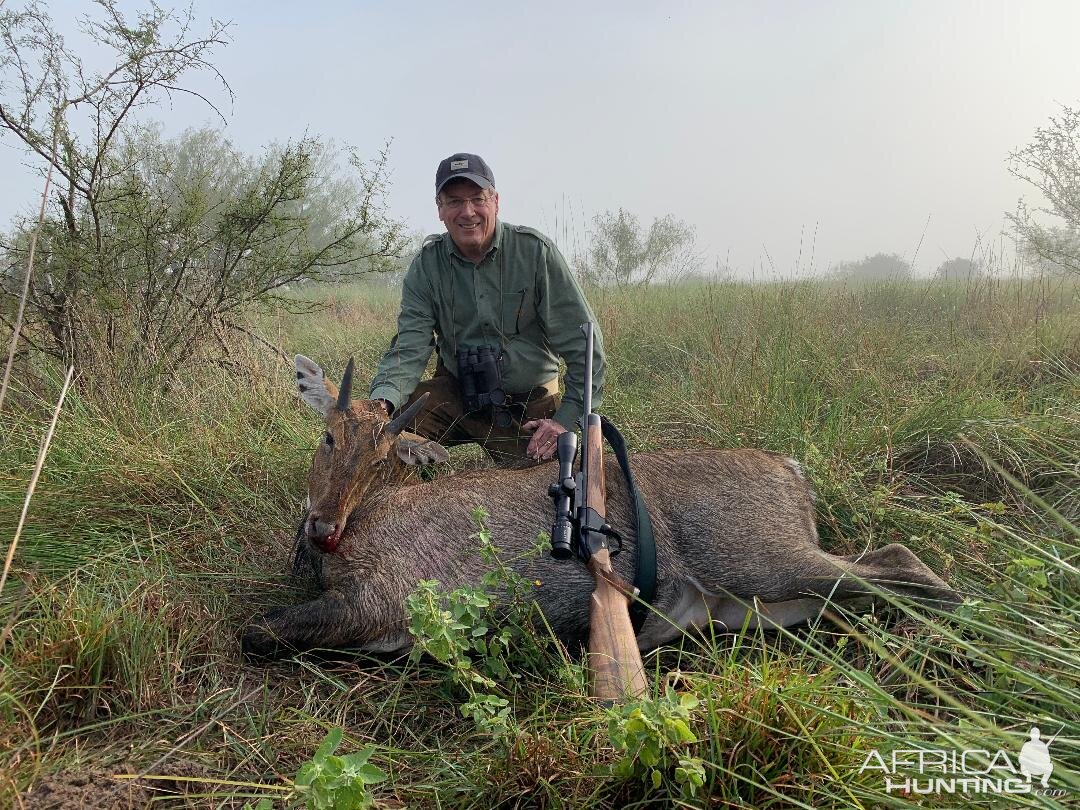 King Ranch Nilgai