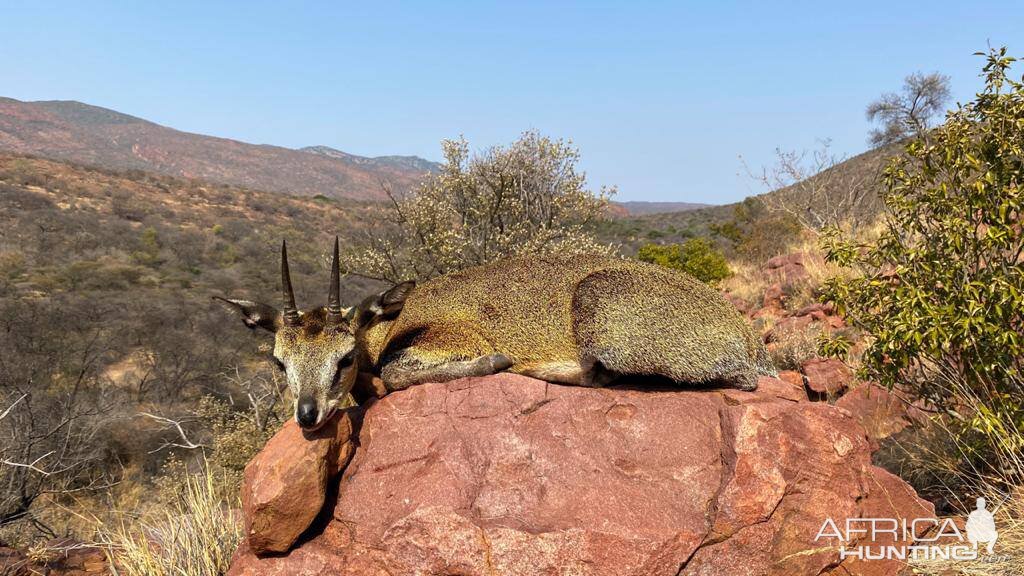 Klipspringer Hunt South Africa
