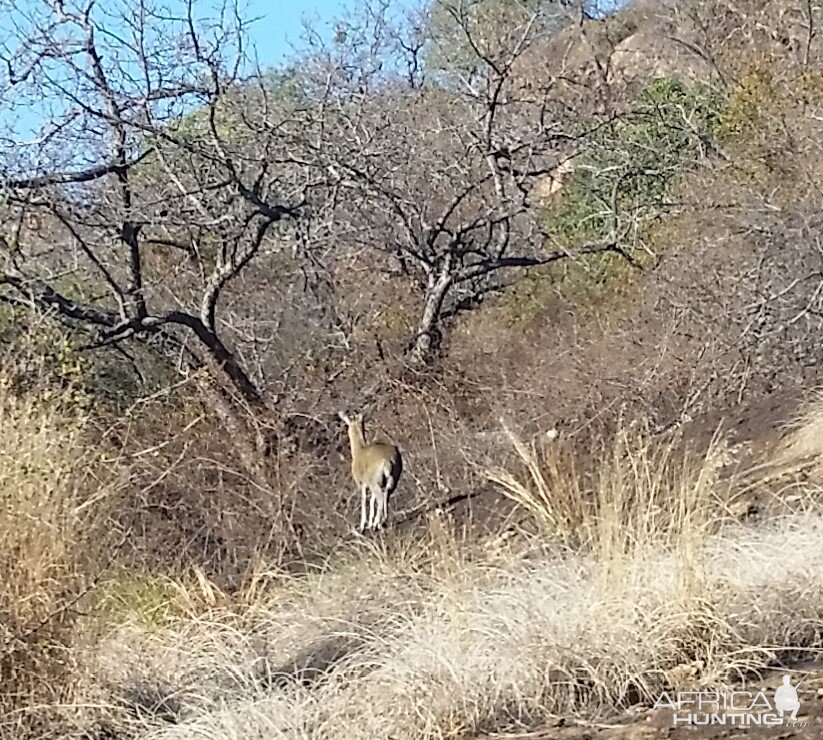 Klipspringer Zimbabwe