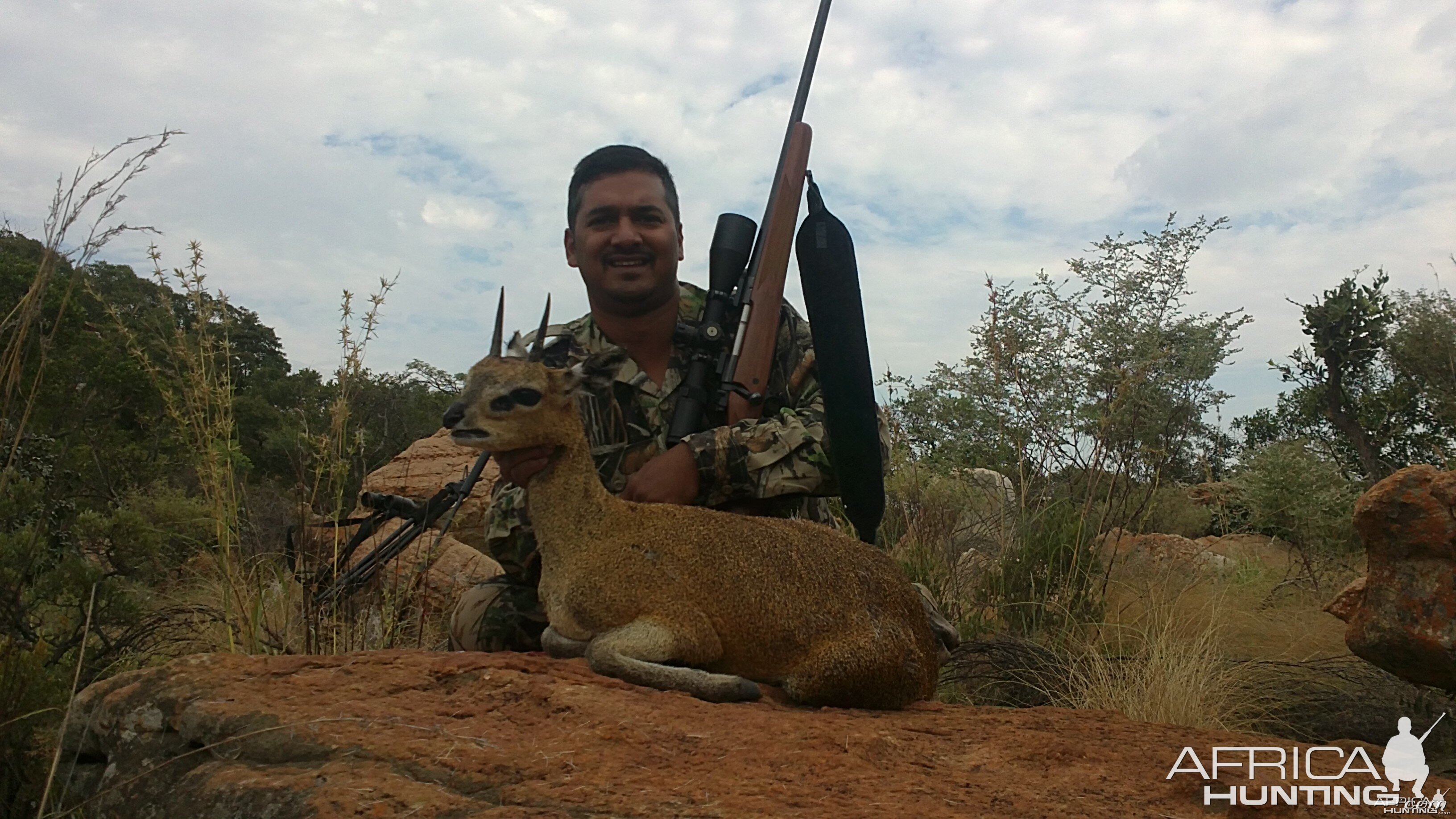 Klipspringer