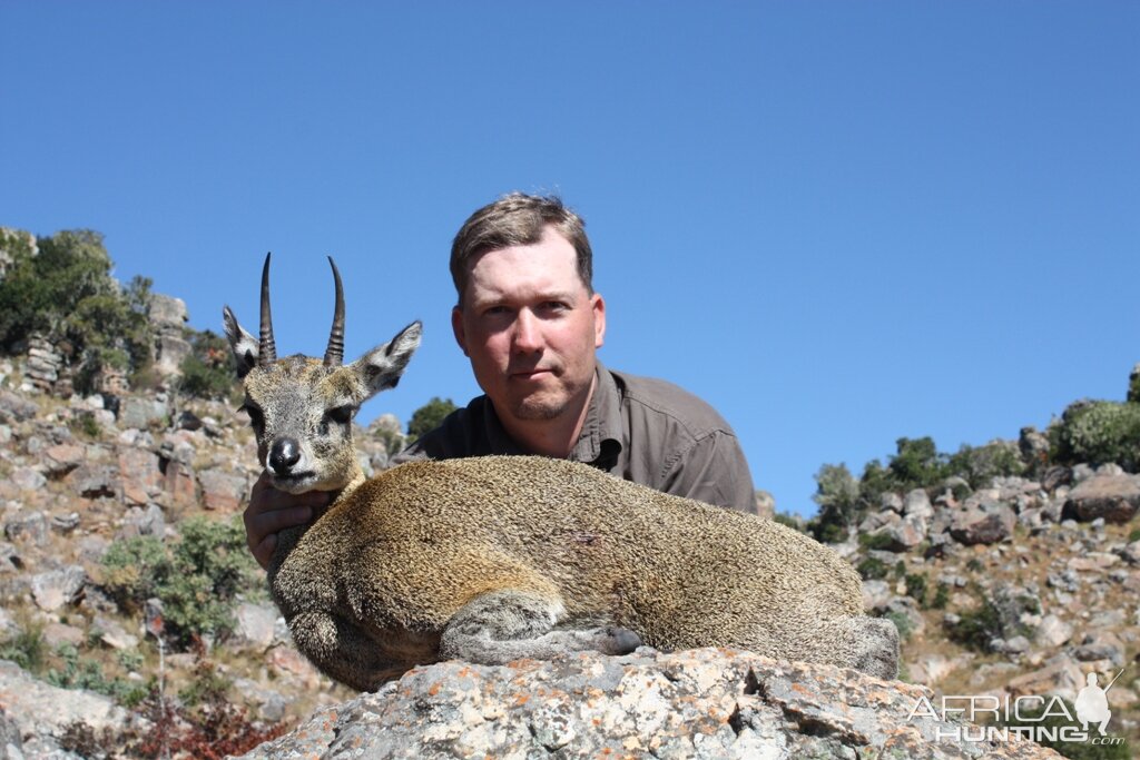 Klipspringer