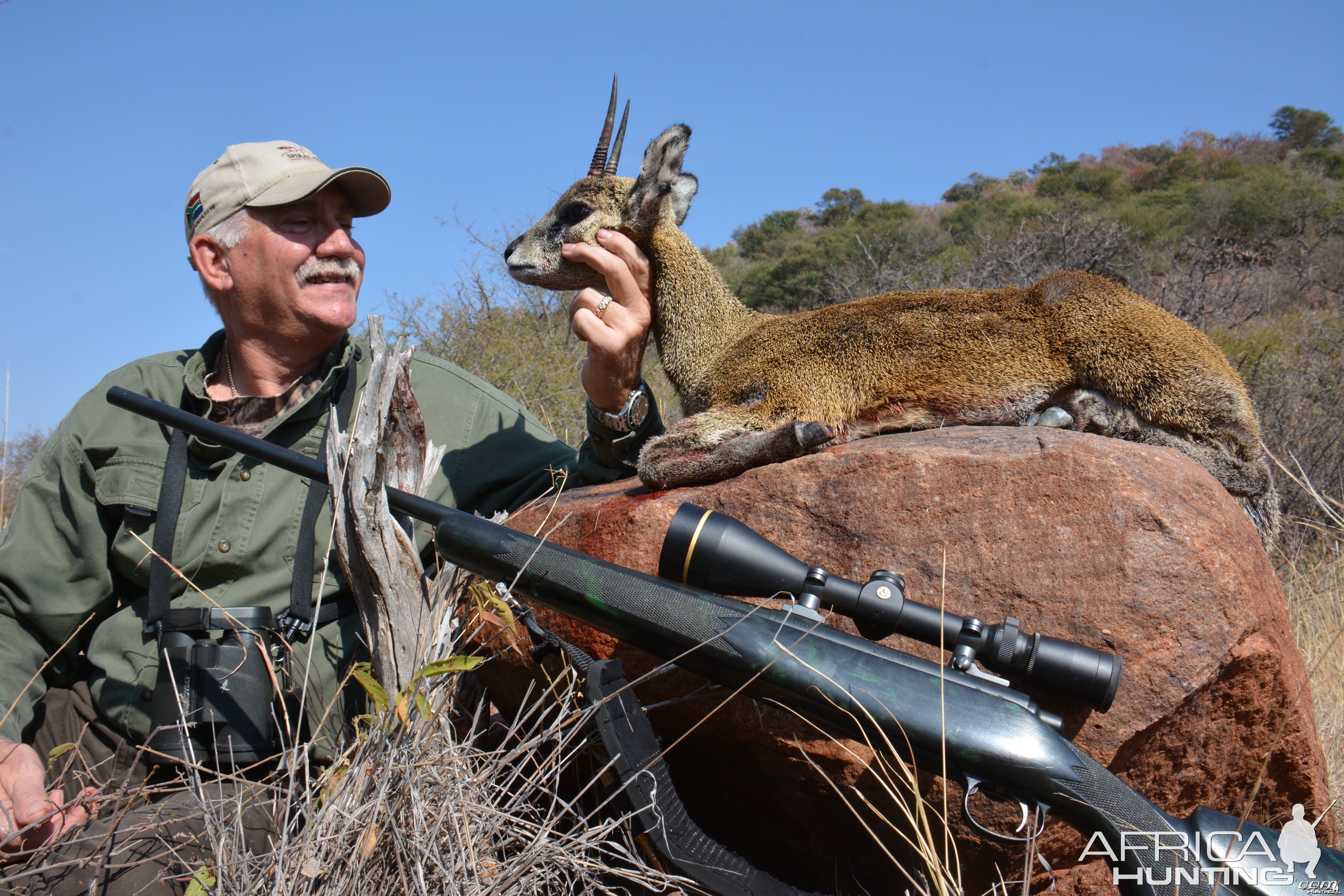 Klipspringer