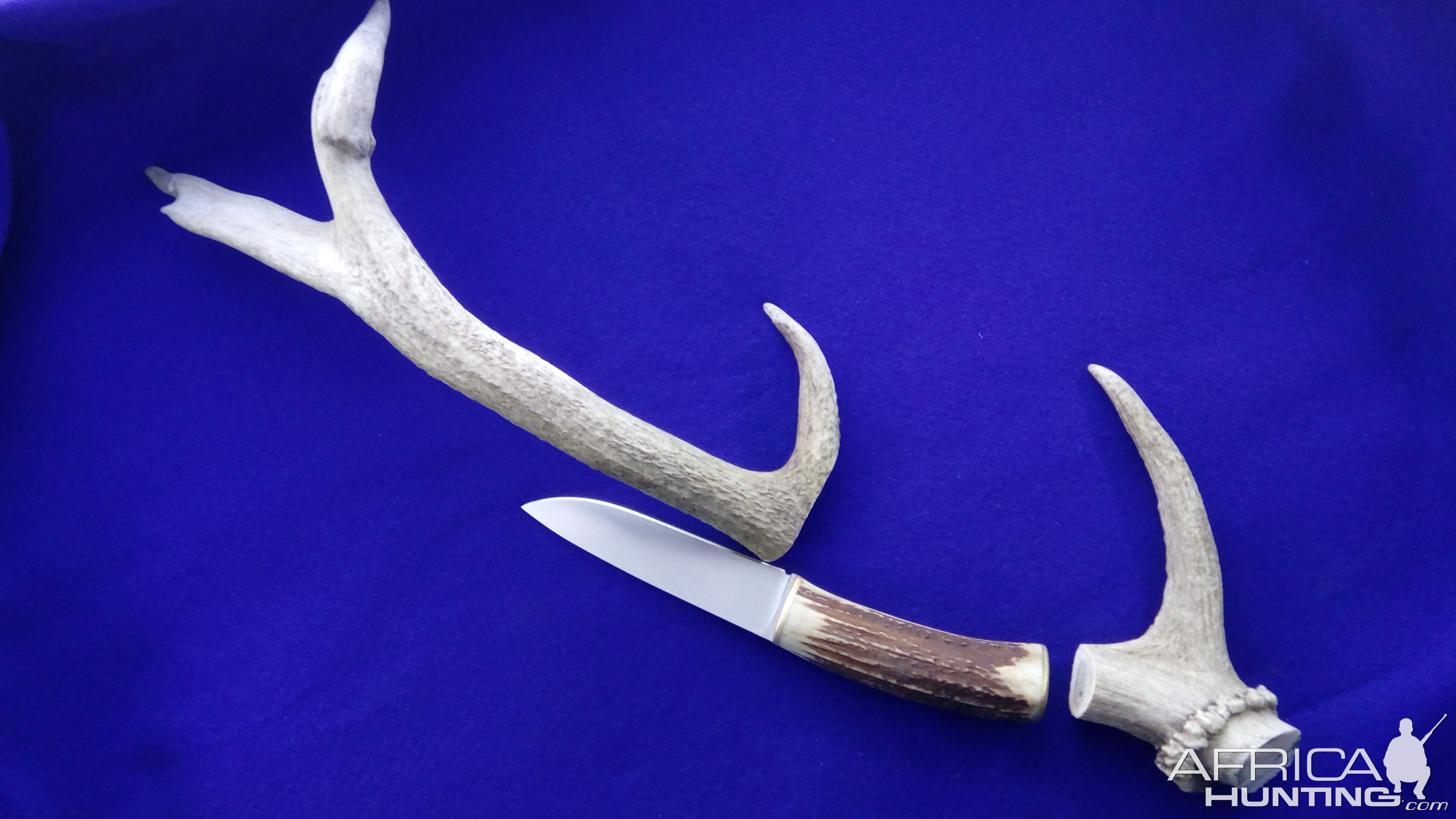 Knife with Deer Antler handle