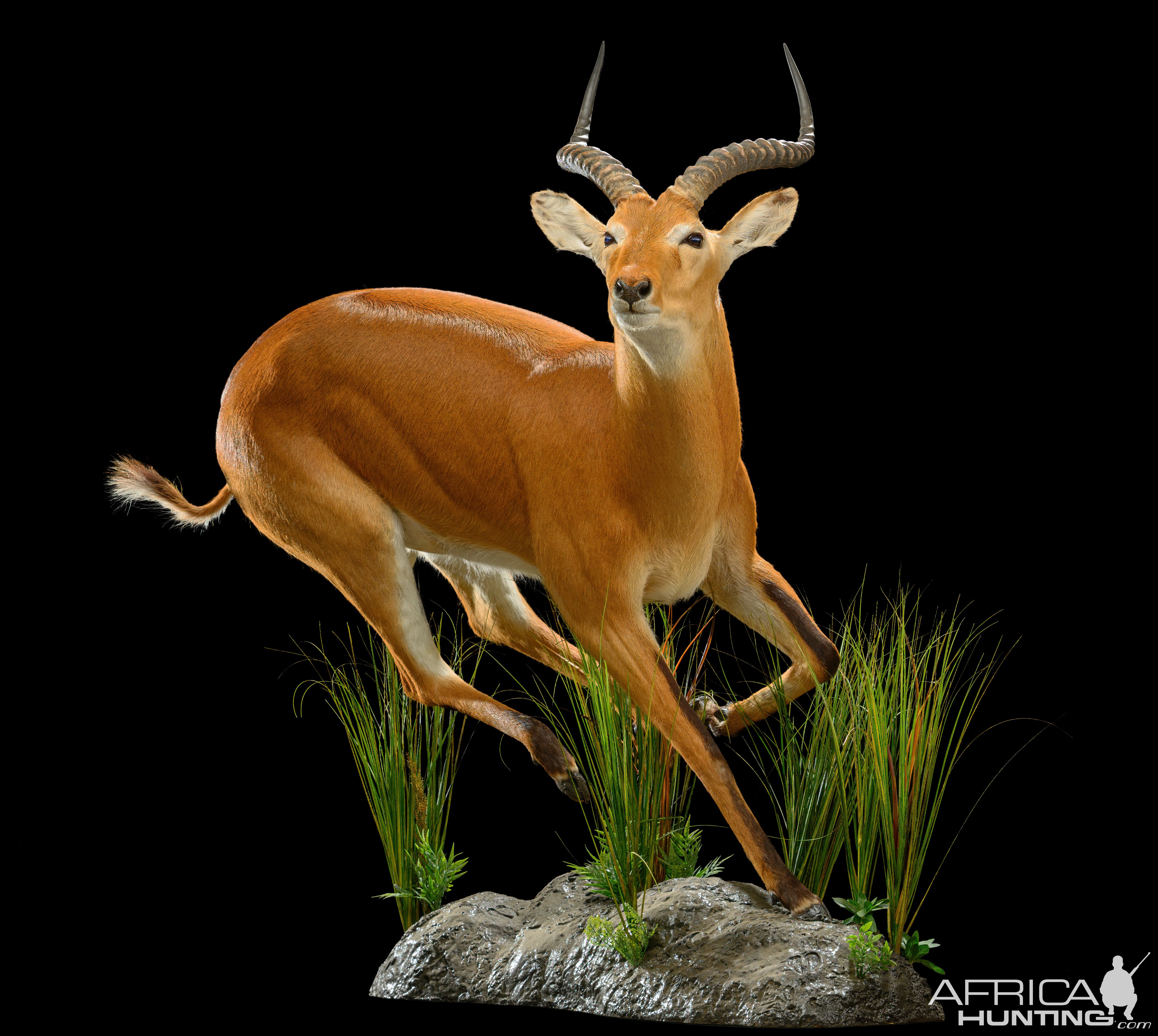 Kob Full Mount Taxidermy