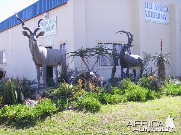 Kudu and Sable fibreglass replicas