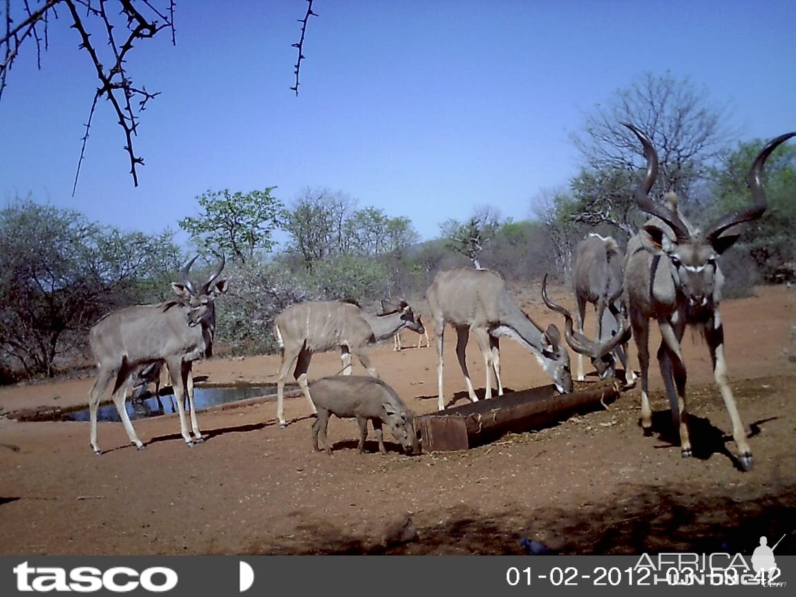 Kudu and Warthog South Africa