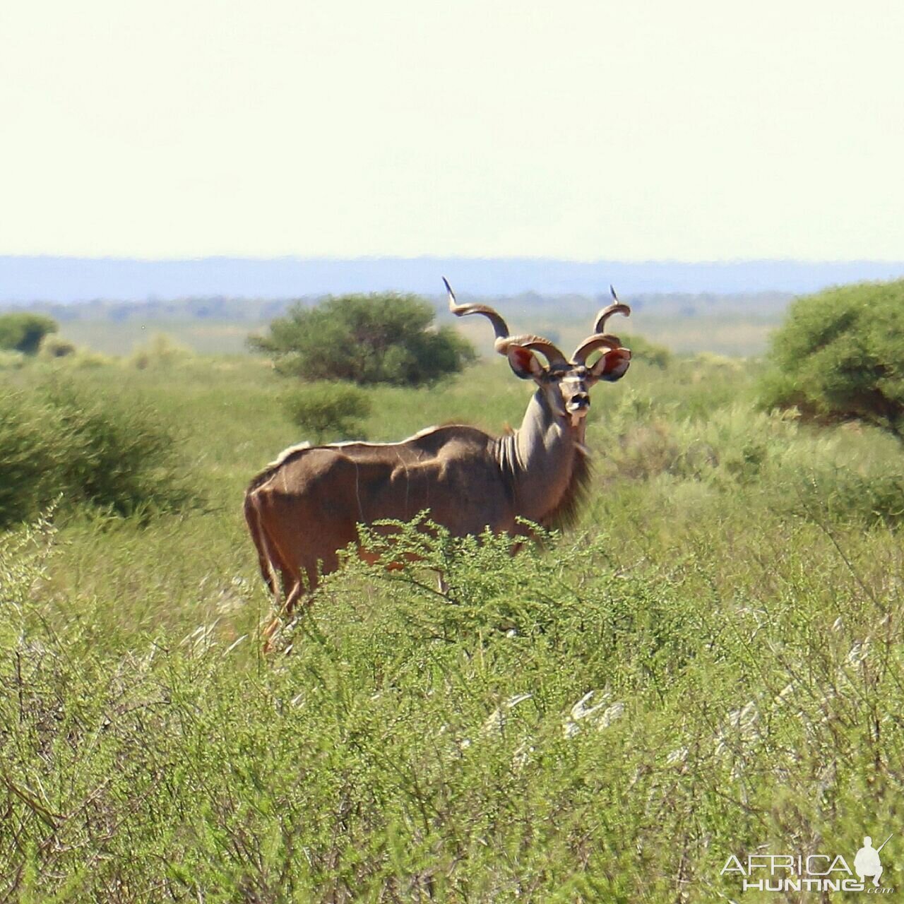 Kudu at Karreekloof in South Africa