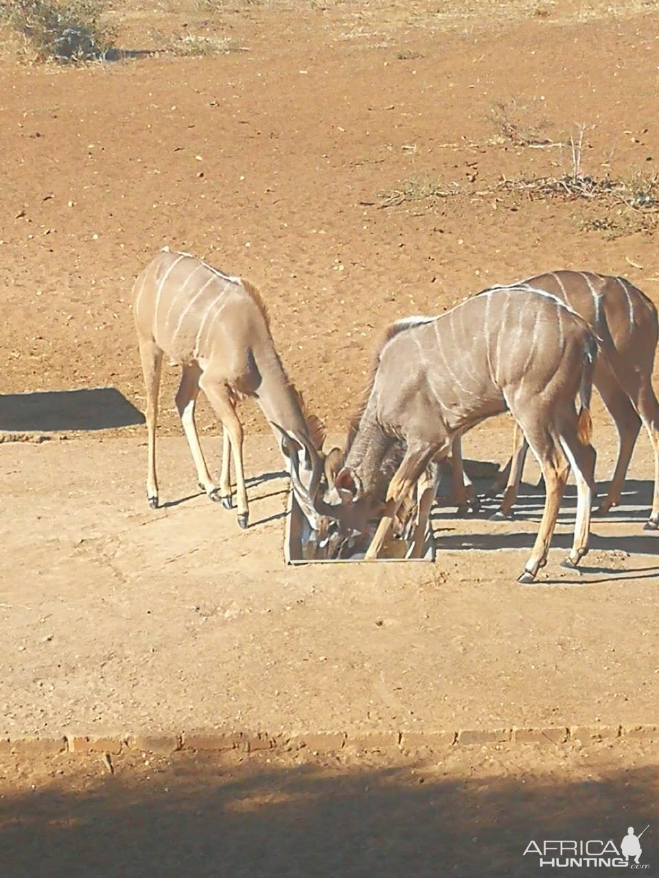 Kudu at watering hole
