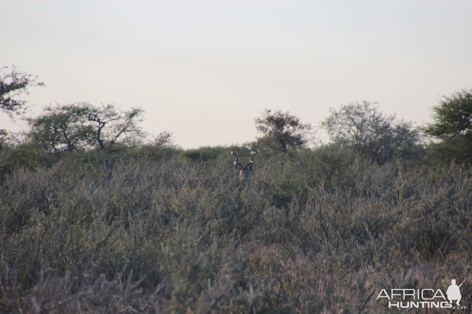 Kudu Botswana