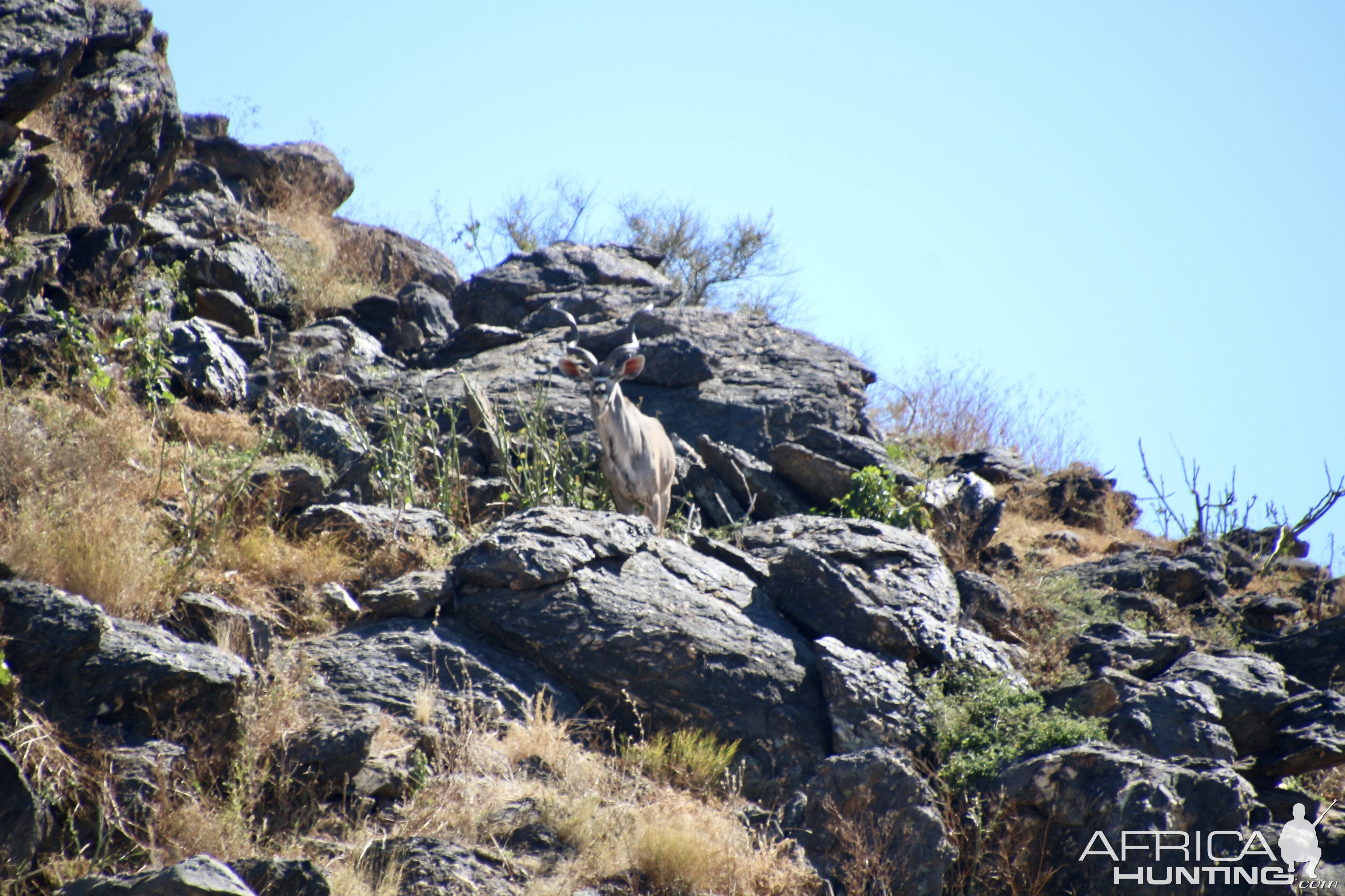 Kudu bull in his habitat