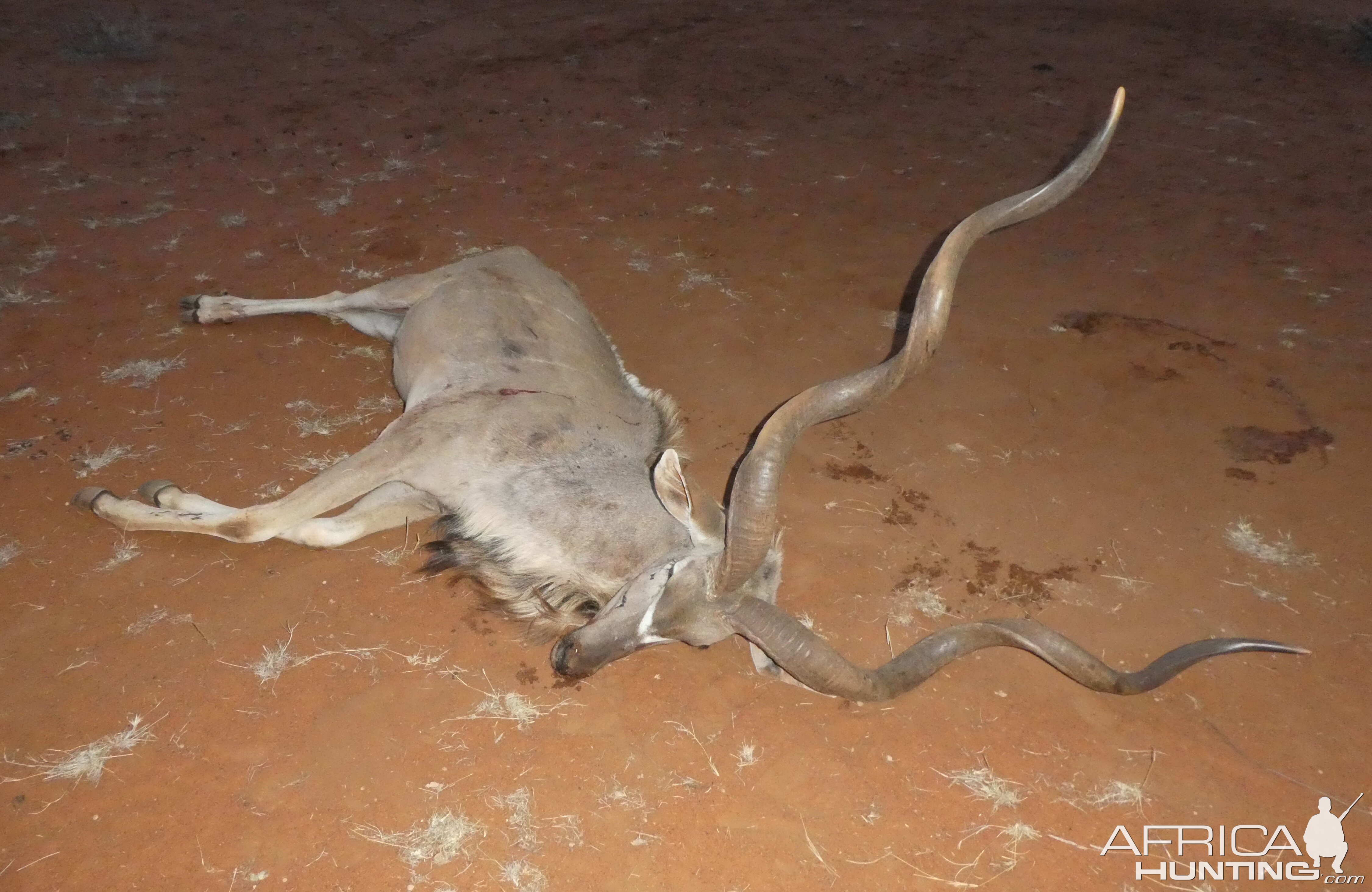 Kudu Bull South Africa