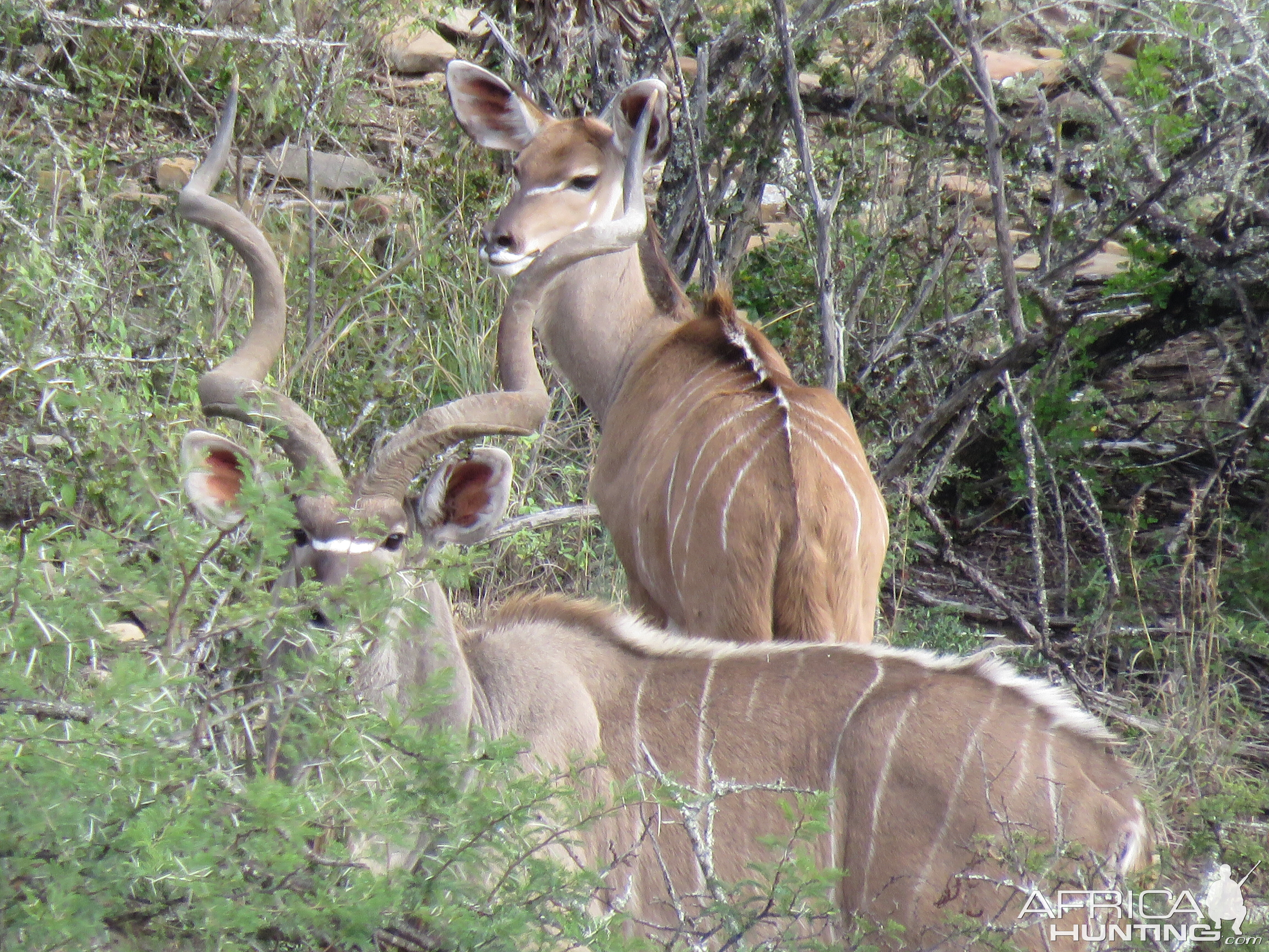 Kudu Bull South Africa