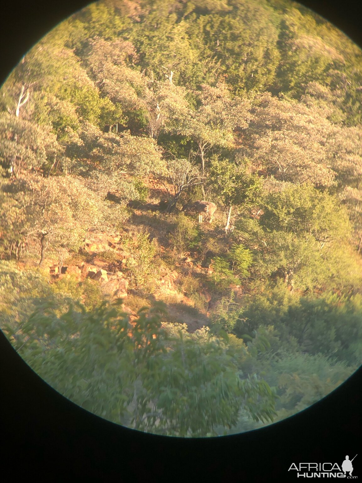 Kudu bull spotted
