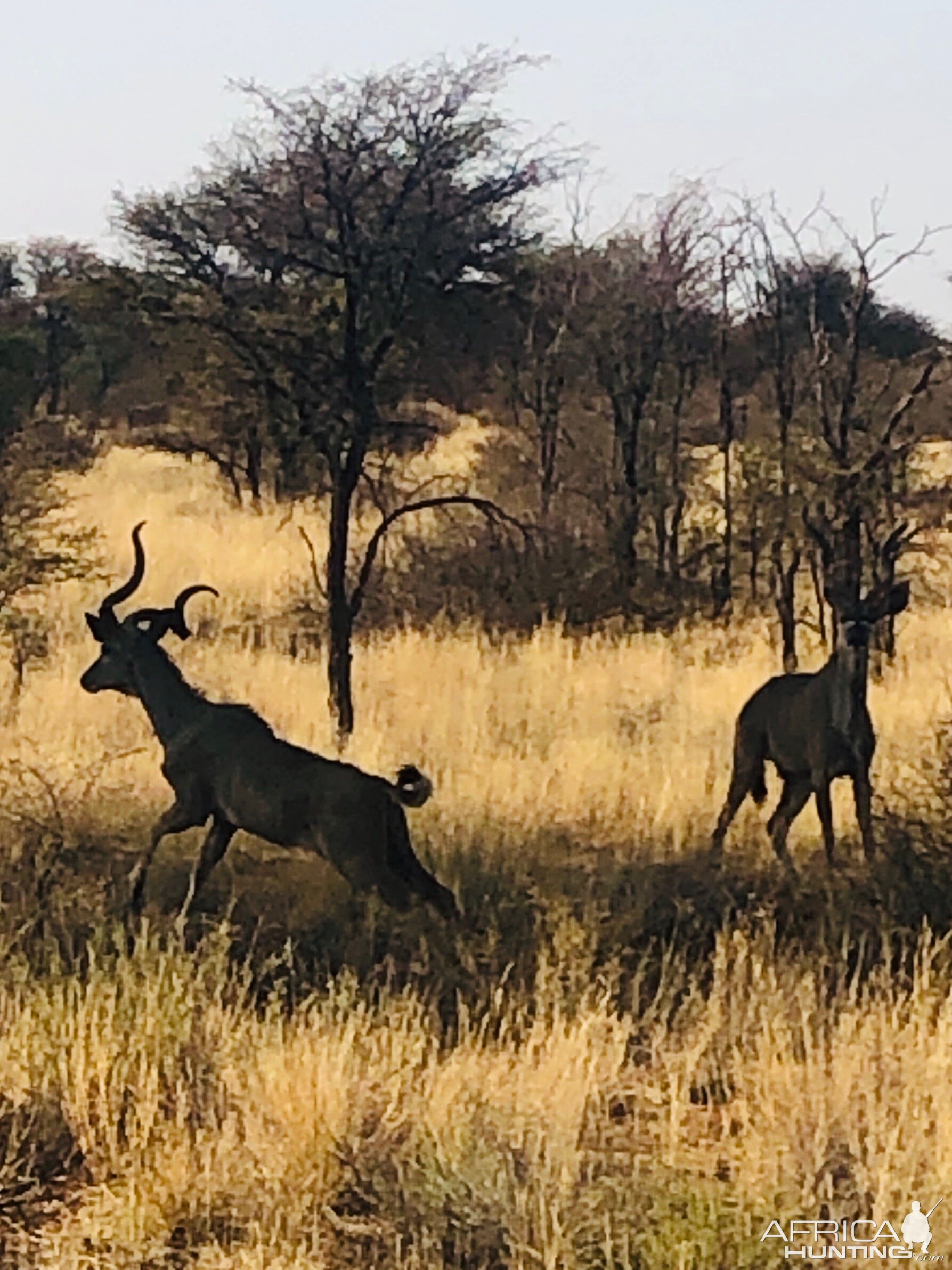 Kudu Bull youngsters in Namibia