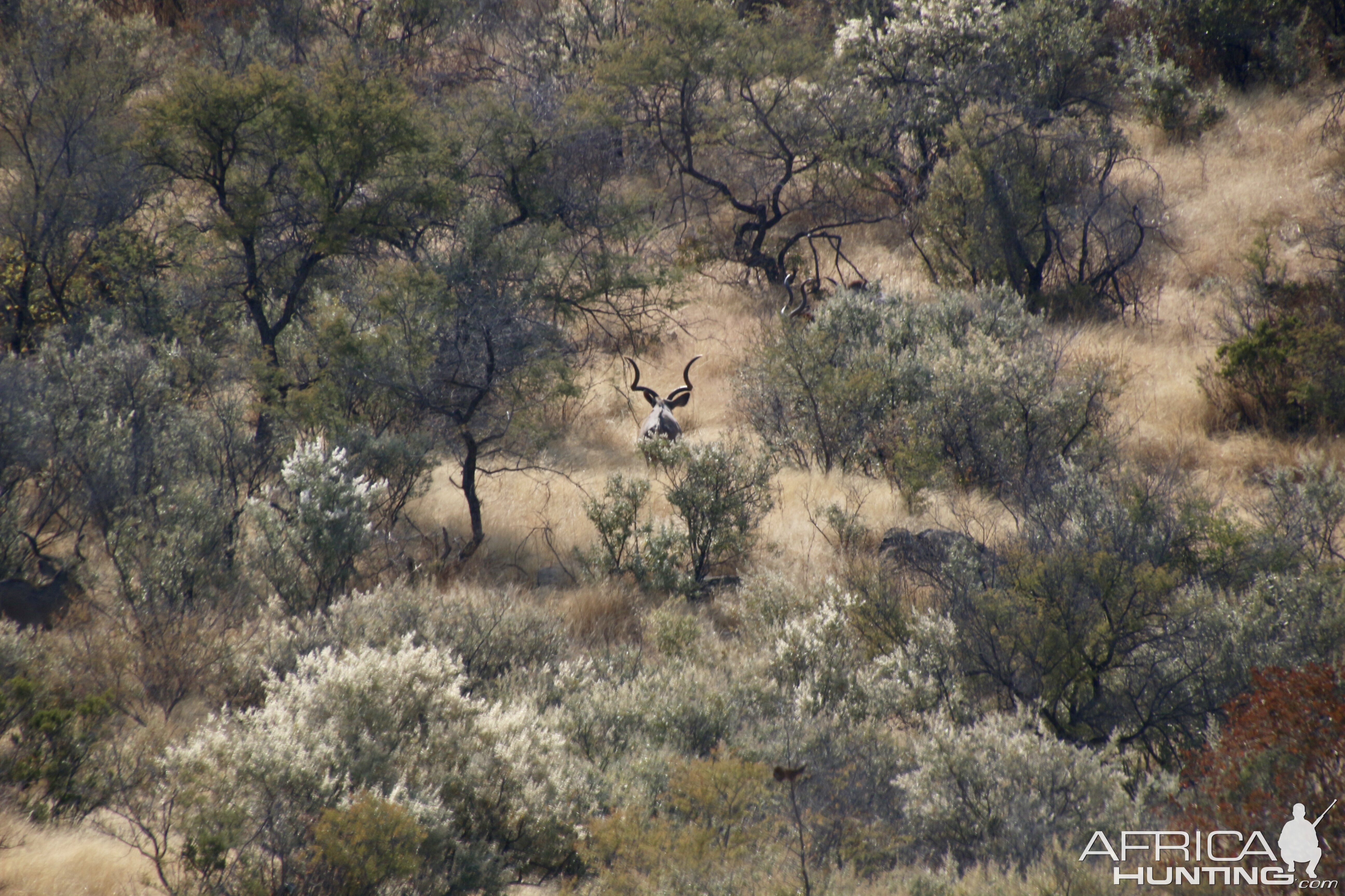 Kudu bull