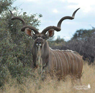 Kudu Bull