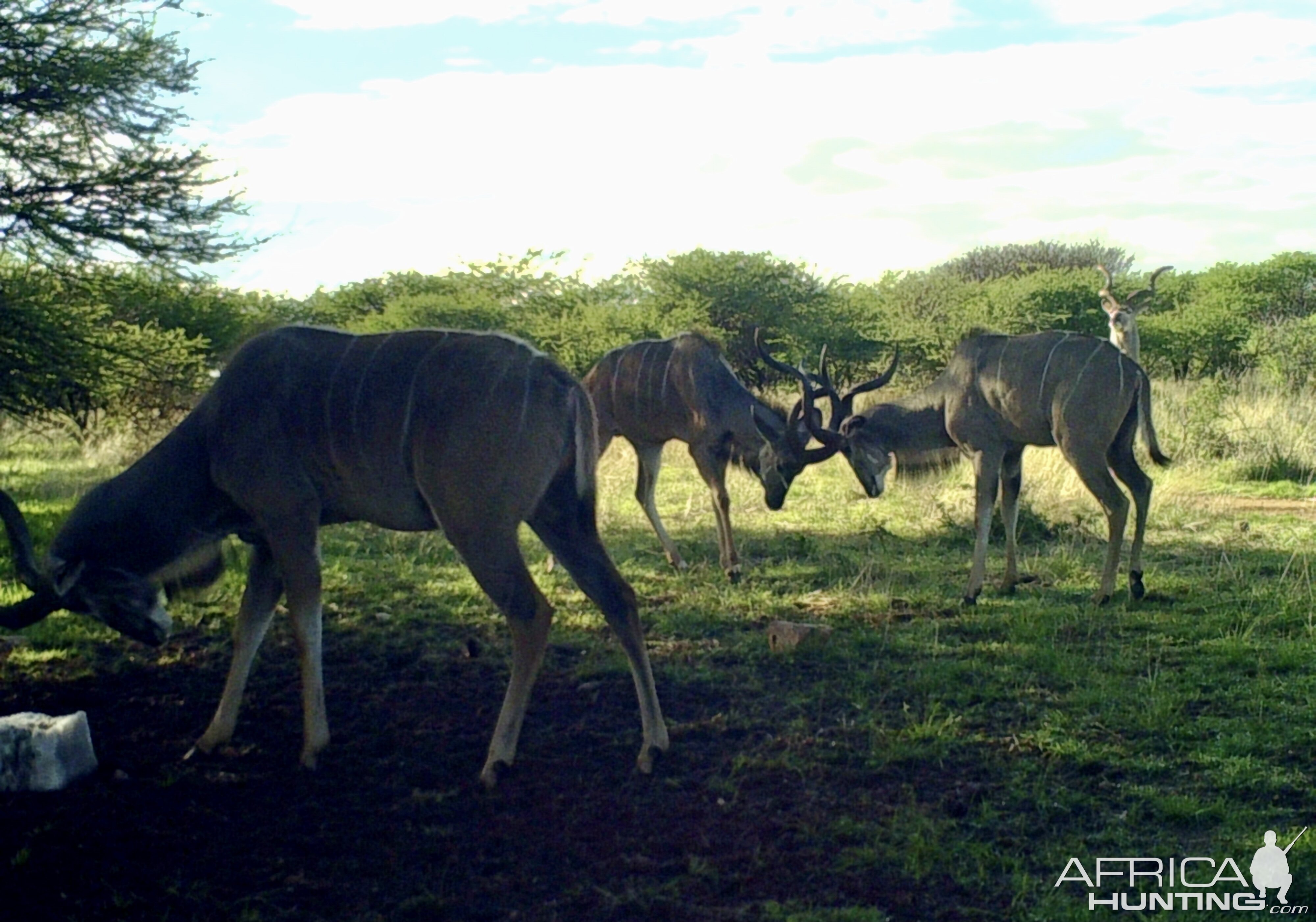 Kudu Bulls At Zana Botes Safari