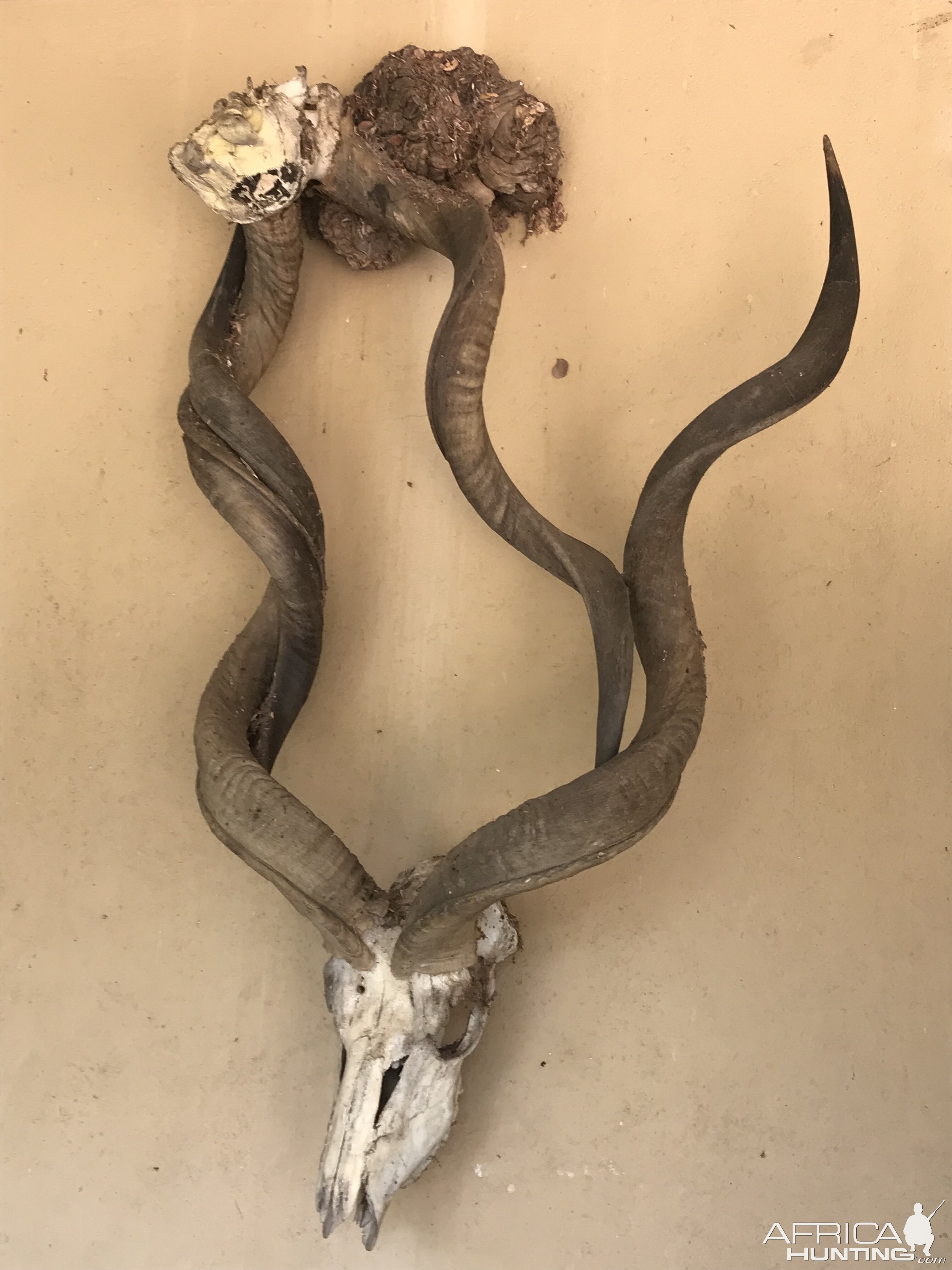 Kudu bulls died while horns locked when fighting