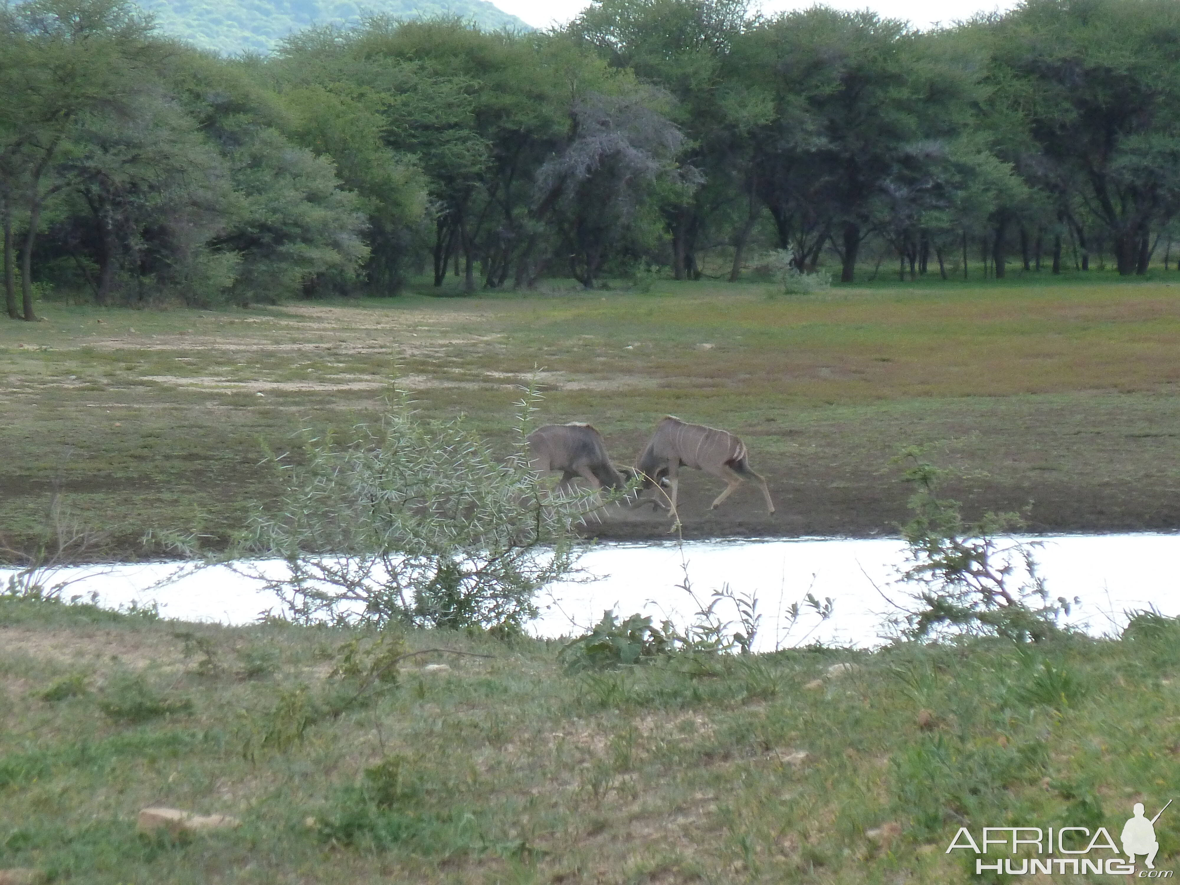 Kudu Bulls Fighting Namibia