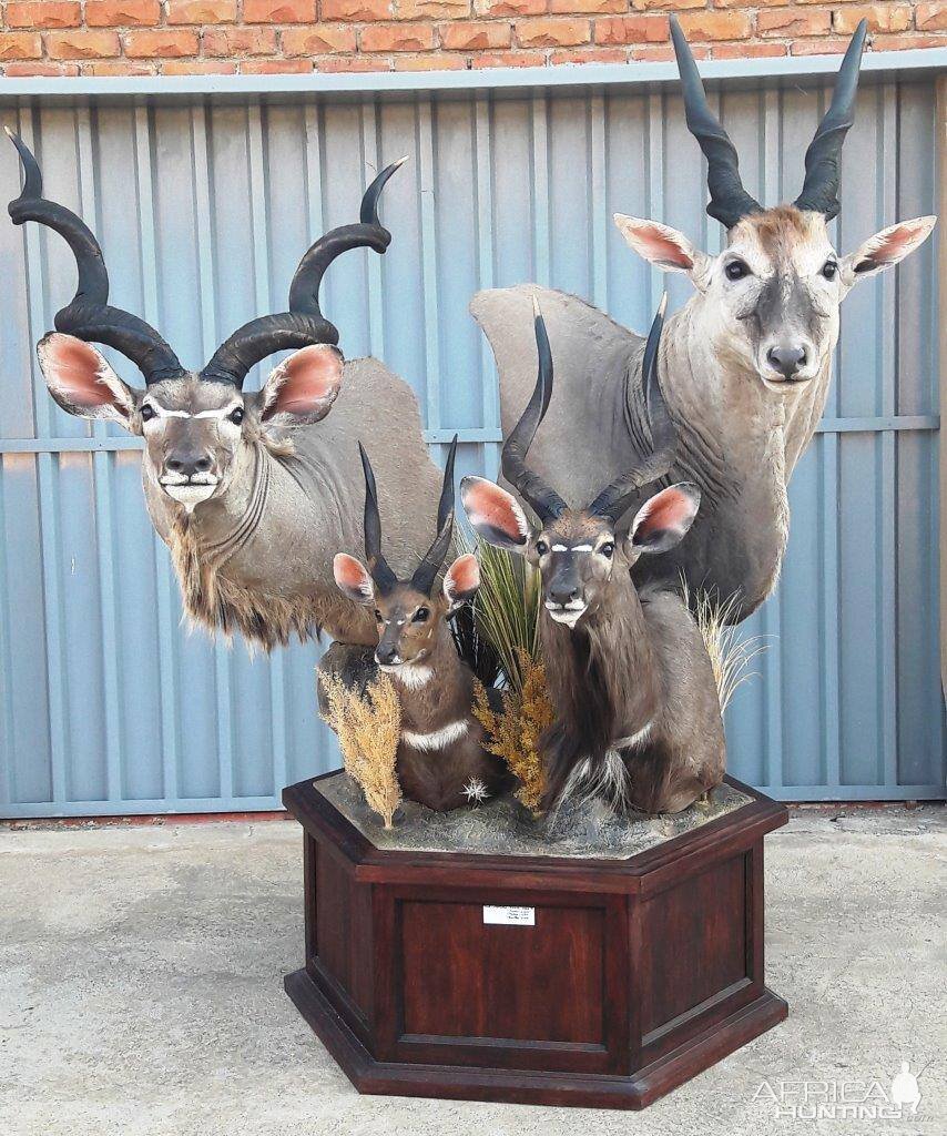Kudu,  Bushbuck,  Nyala & Eland Shoulder Mount Pedestal Taxidermy