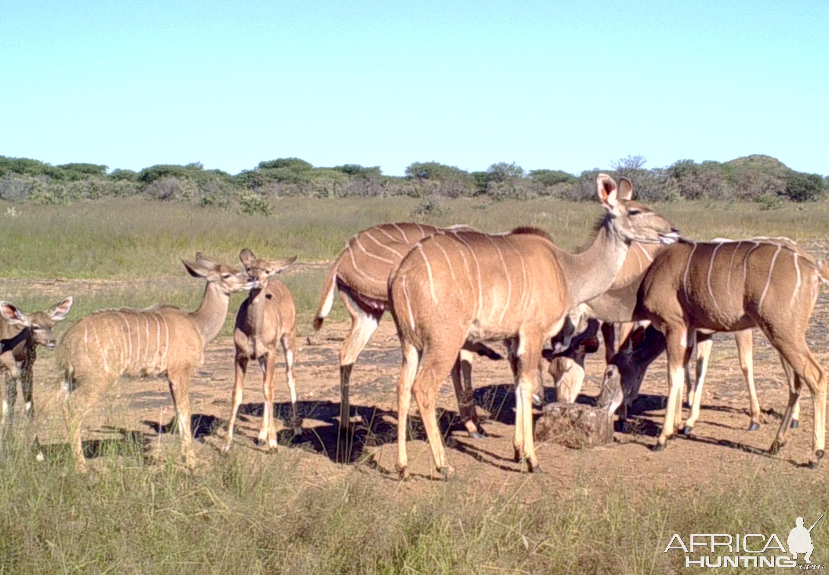 Kudu calves