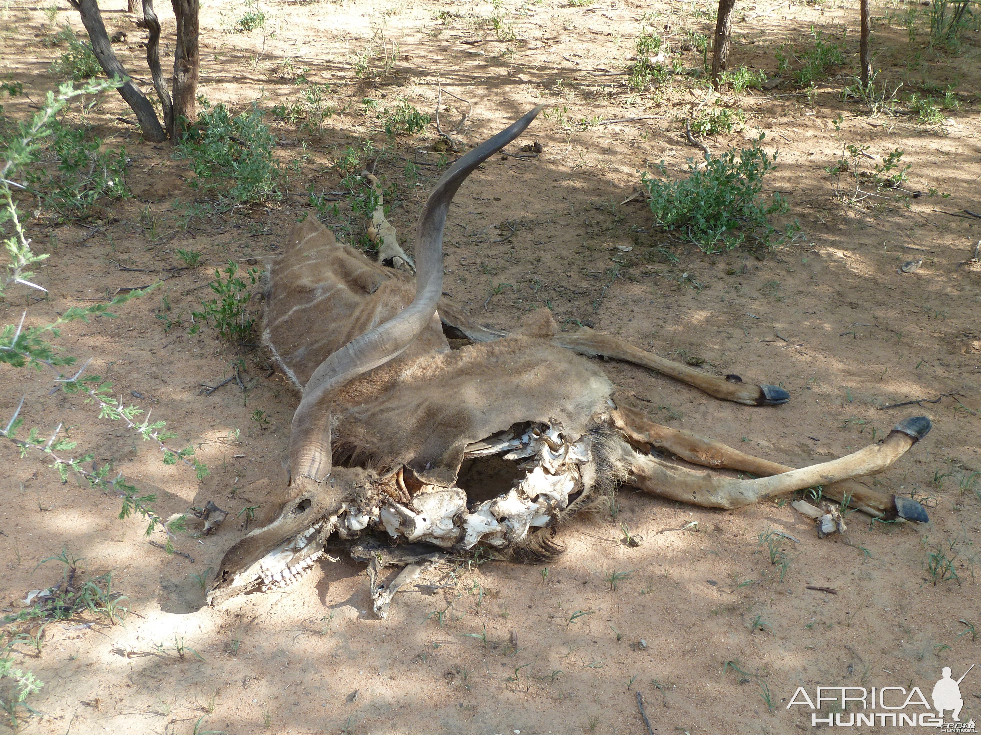Kudu Carcass Namibia