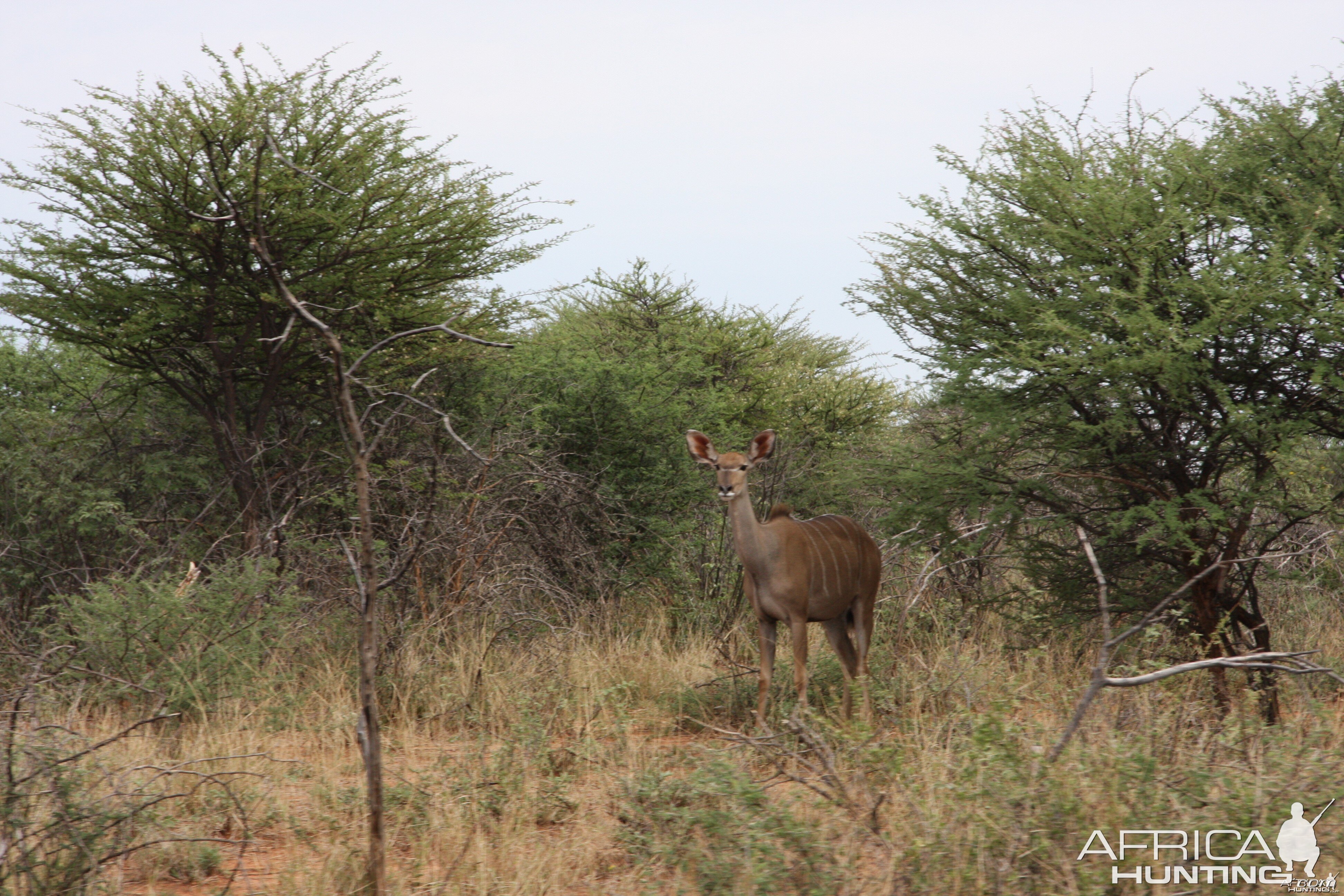 Kudu cow Namibia