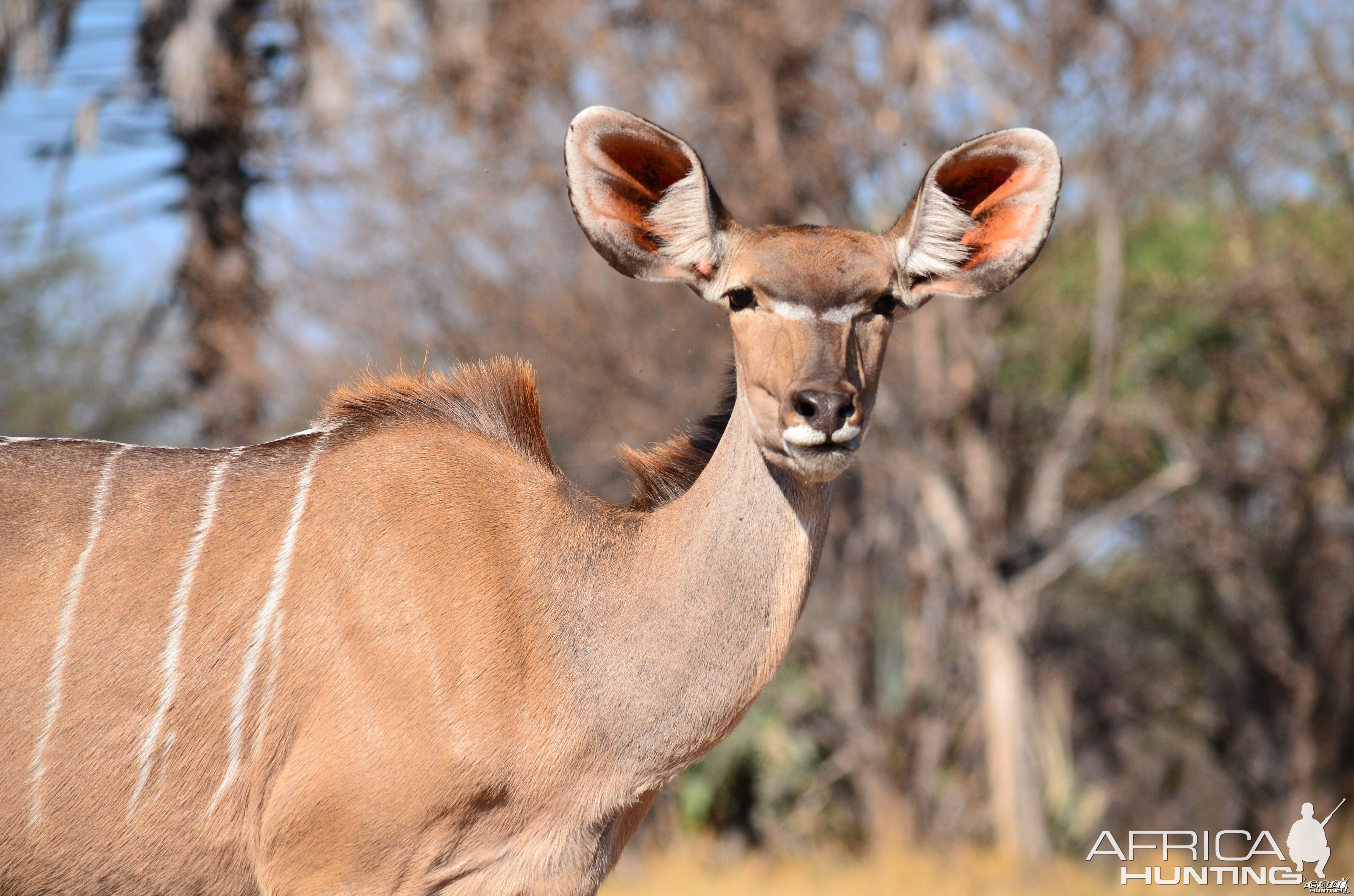 Kudu cow