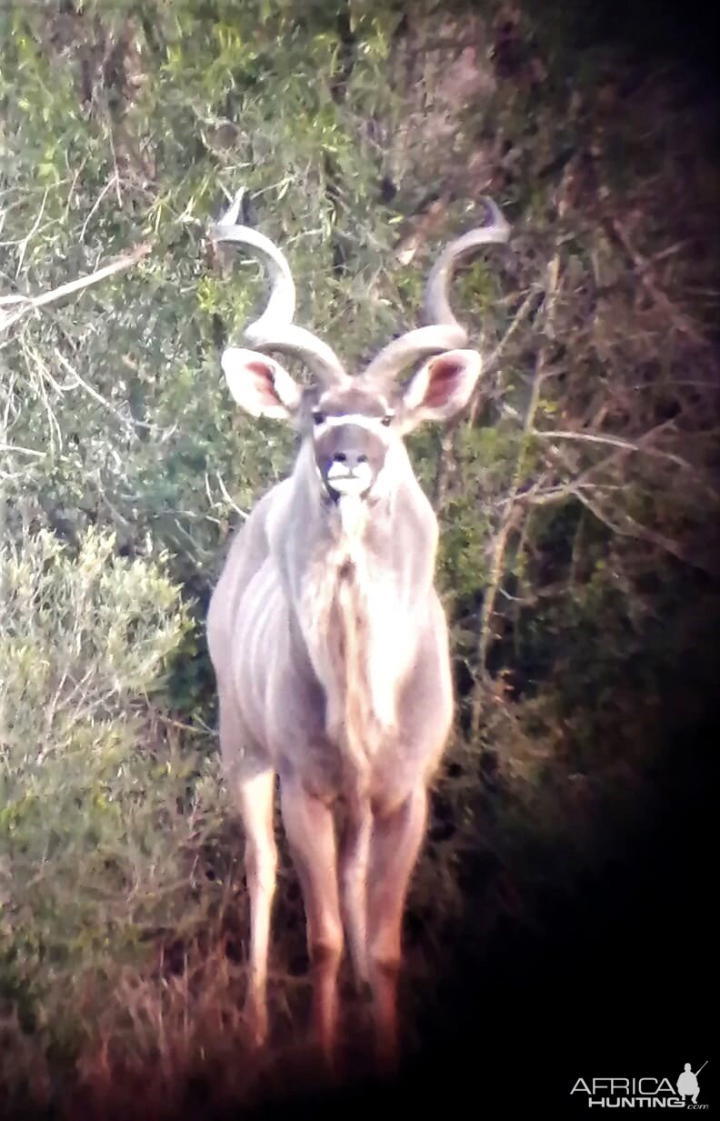 Kudu Eastern Cape South Africa